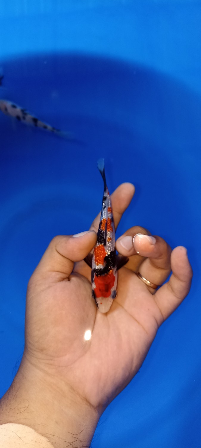 Juara 4