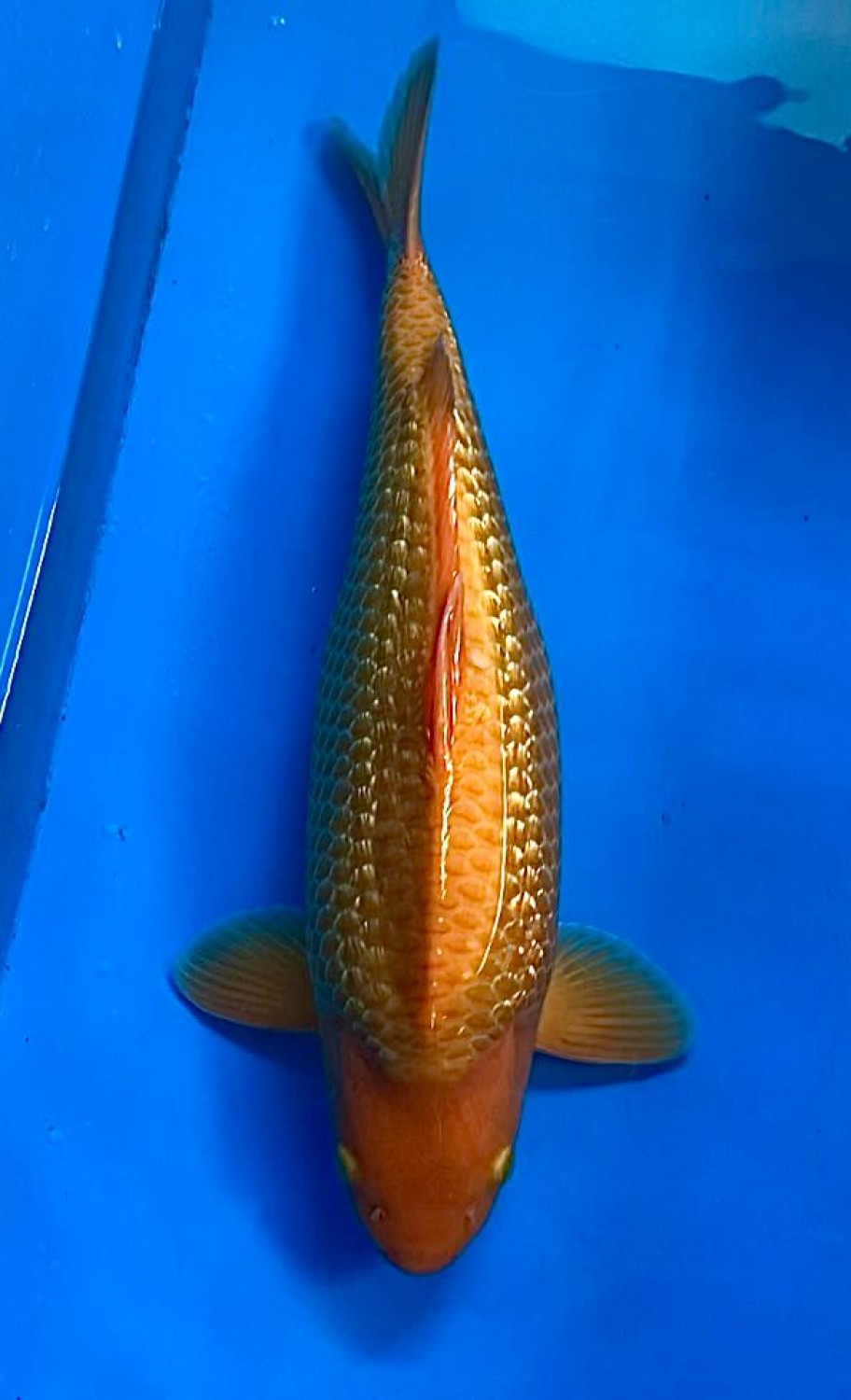 Juara 2
