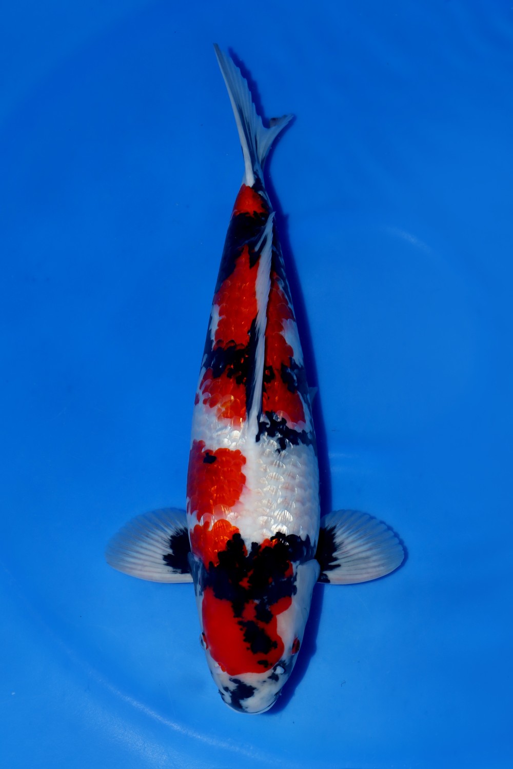 Juara 2