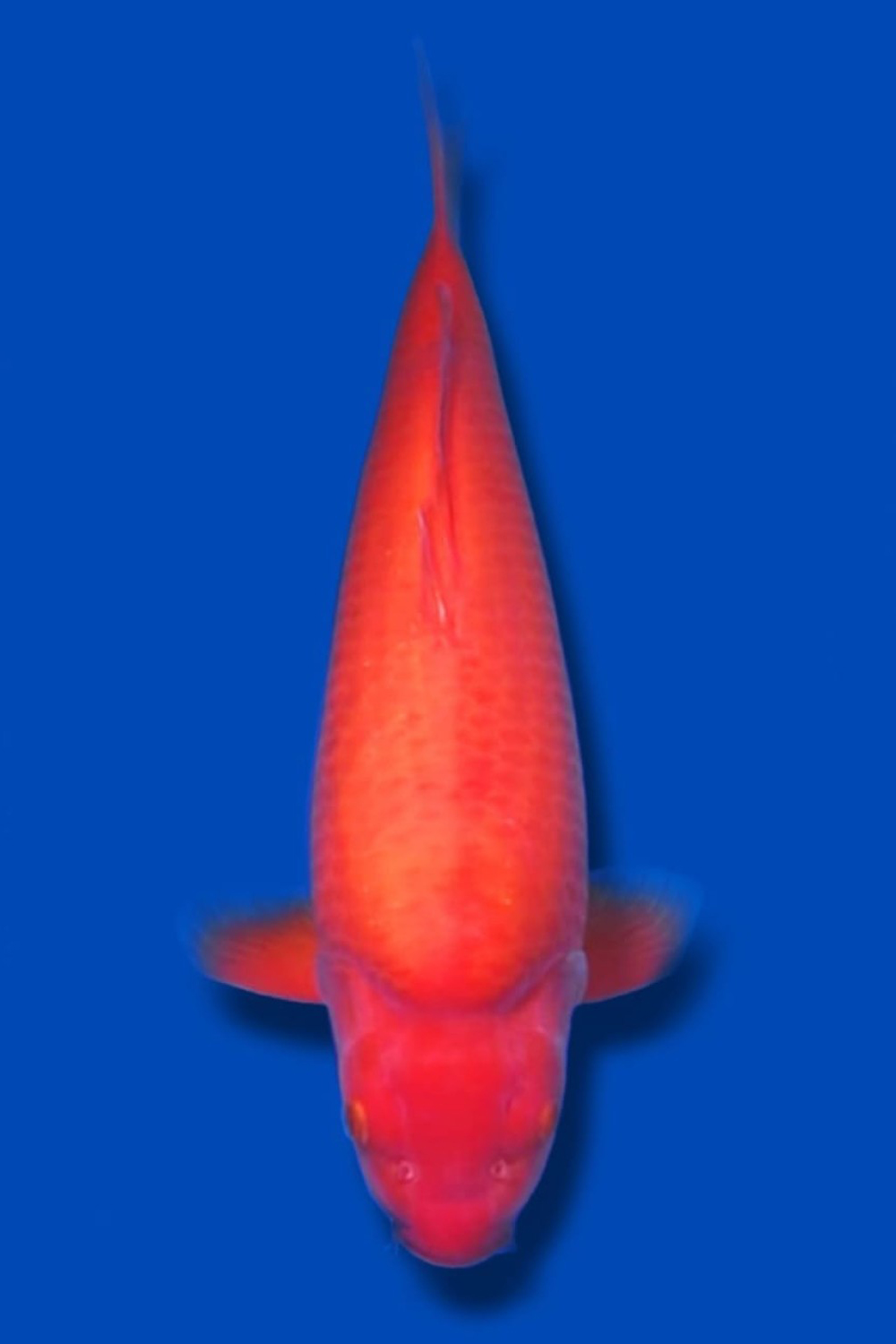 Juara 2