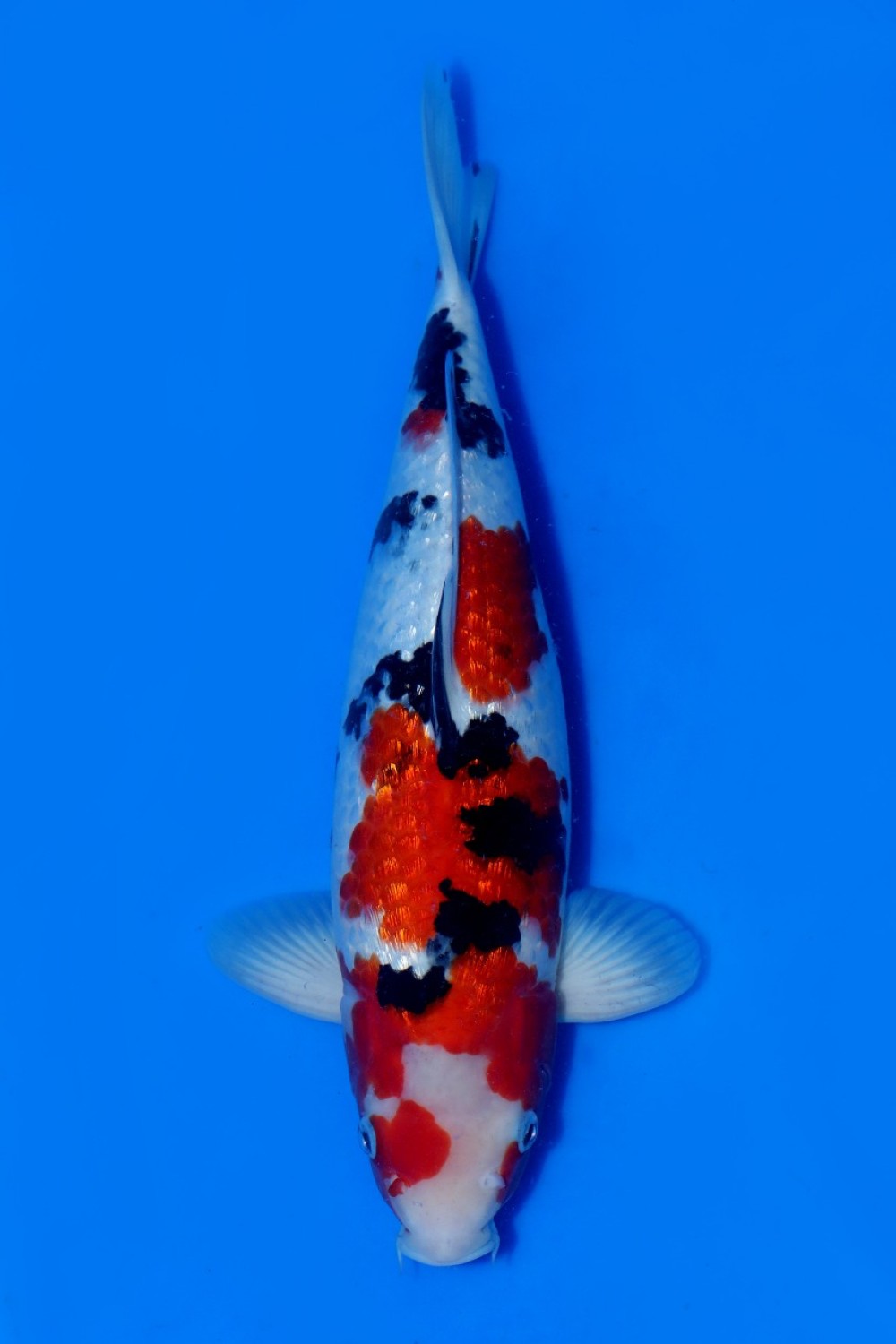 Juara 4