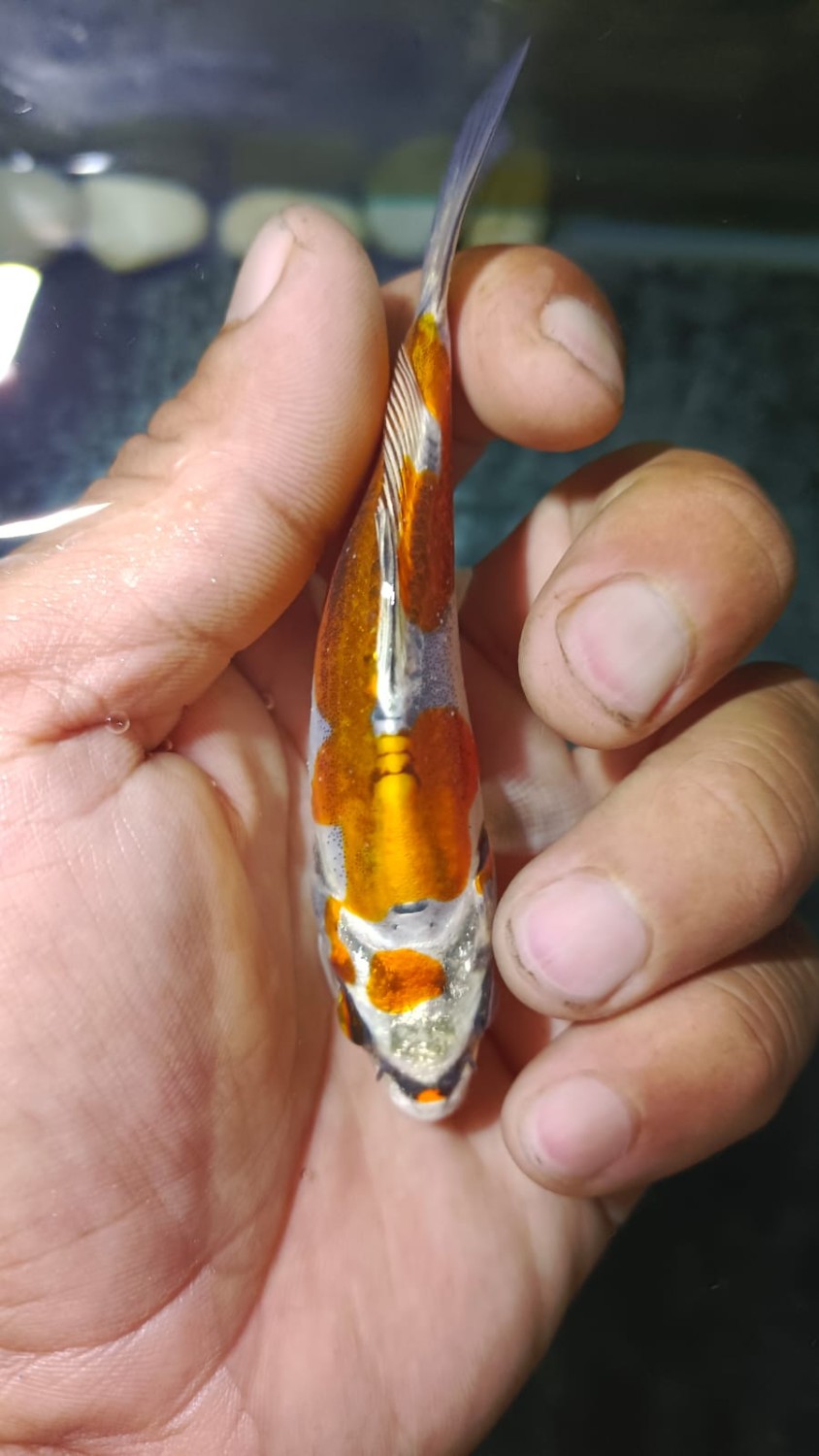 Juara 1