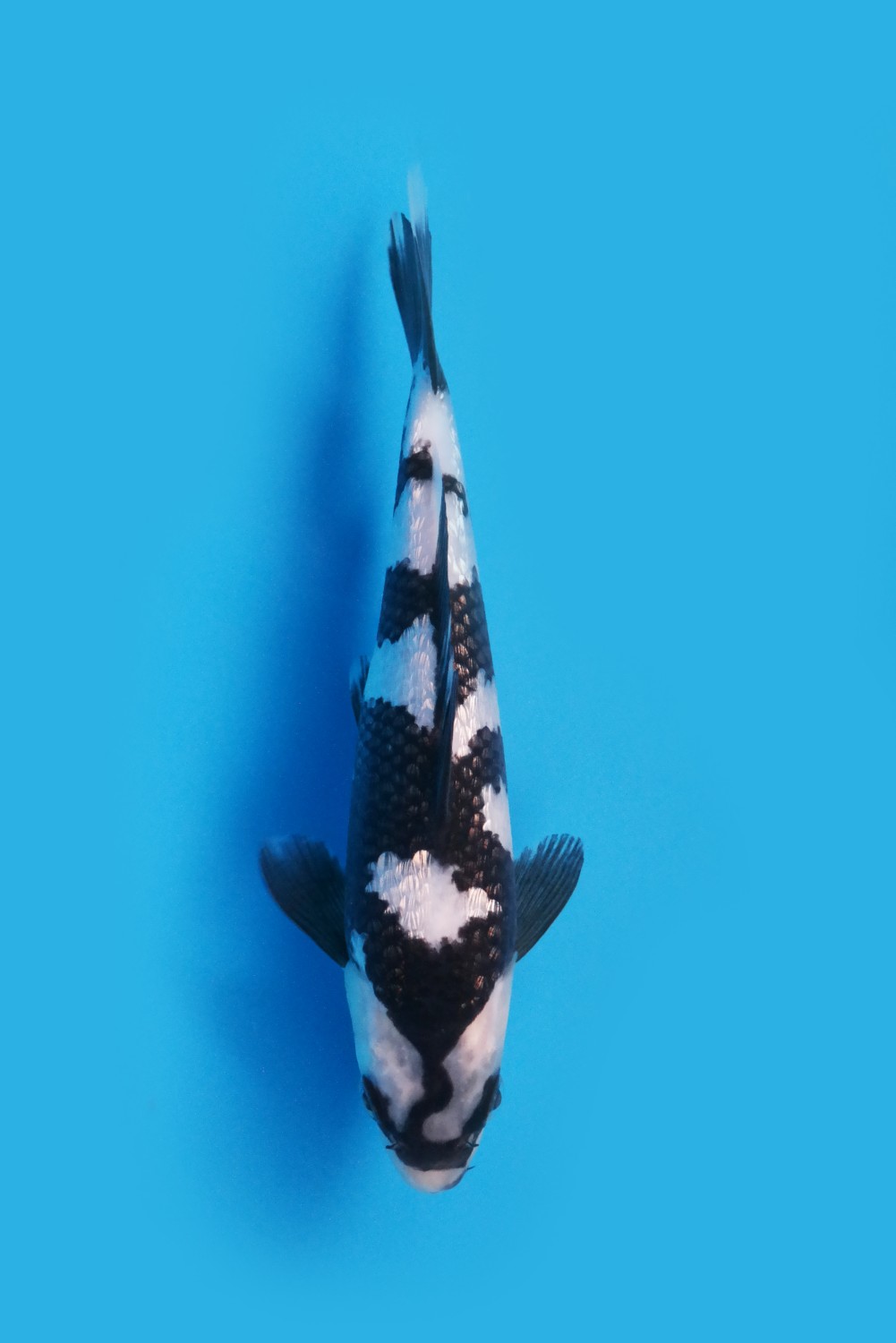 Best In Size C 21-25 Cm