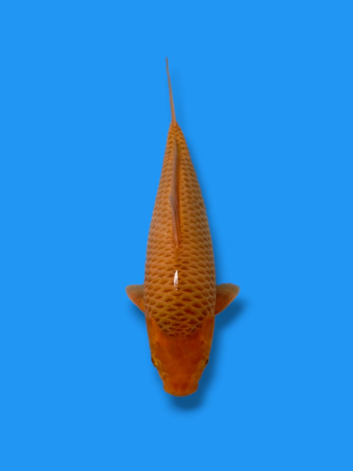 Juara 1