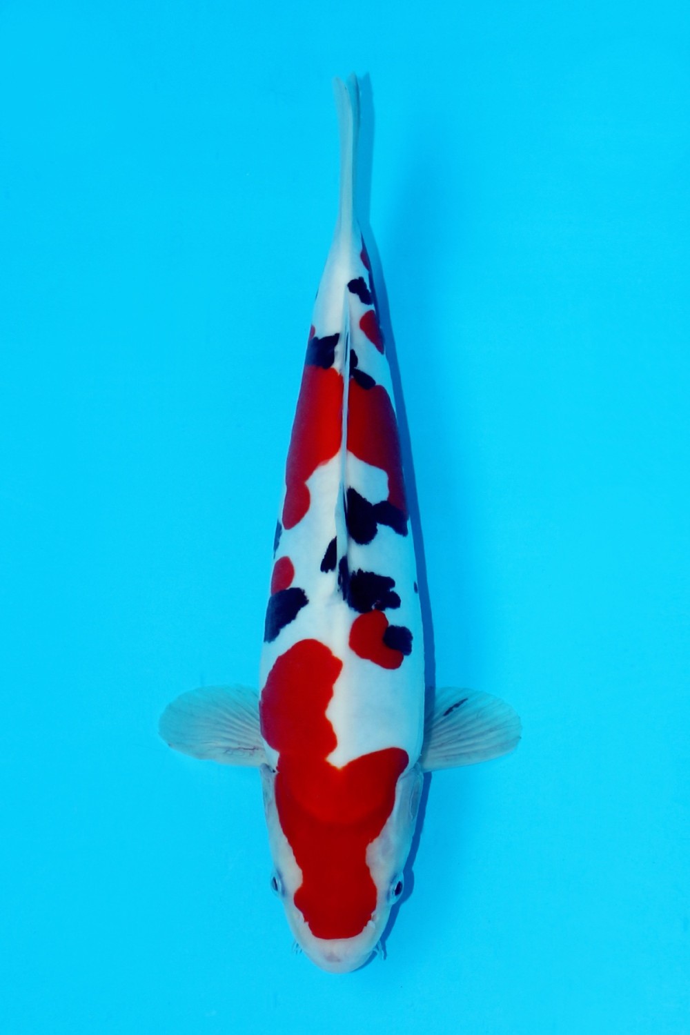 Juara 5