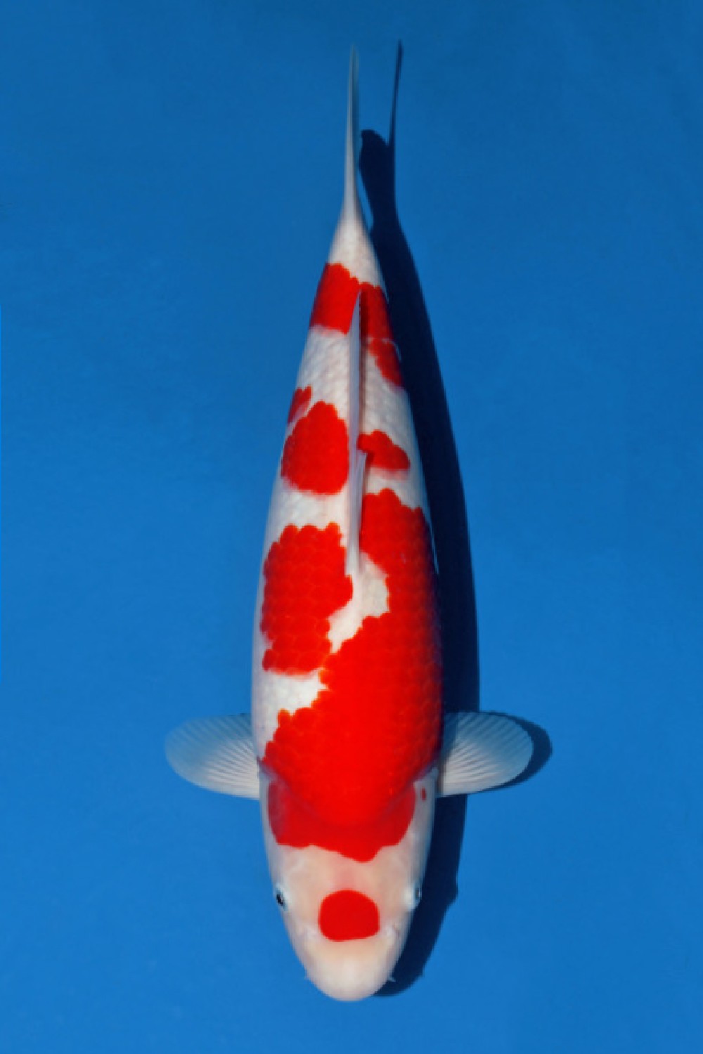 Juara 1