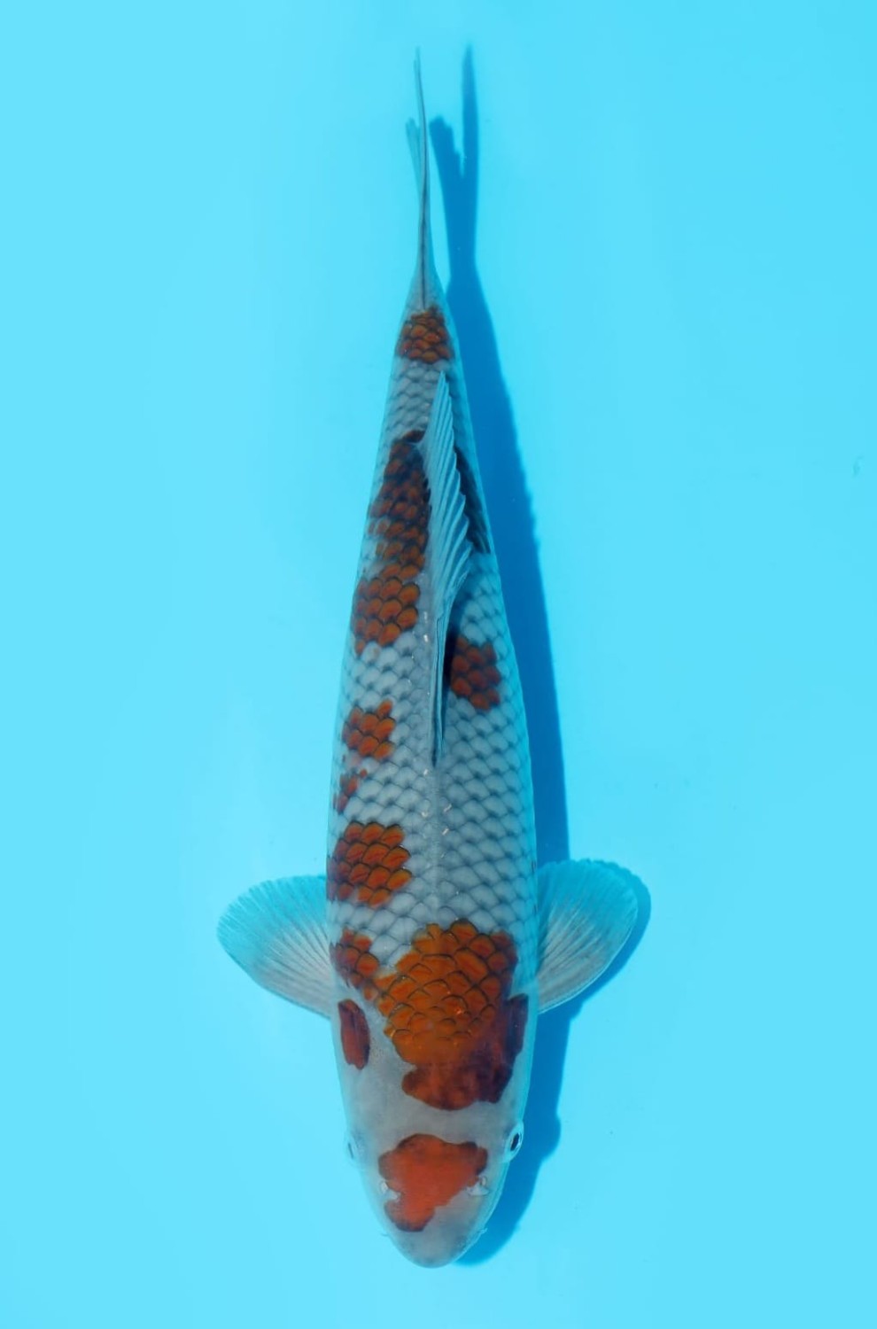 Juara 3