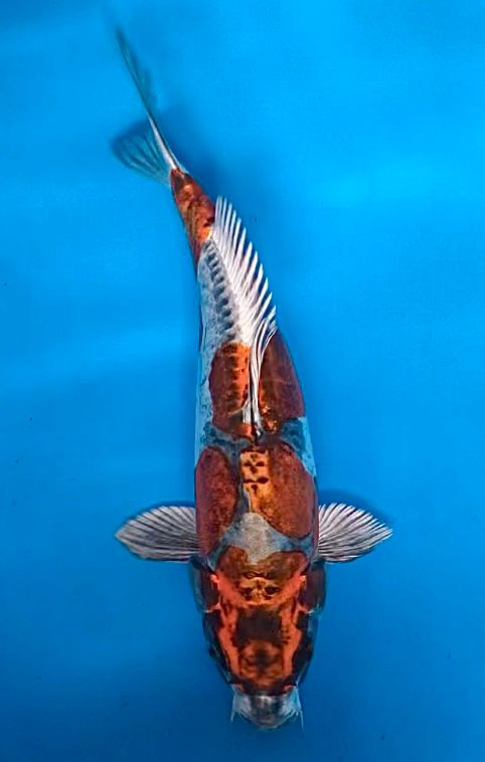 Juara 2
