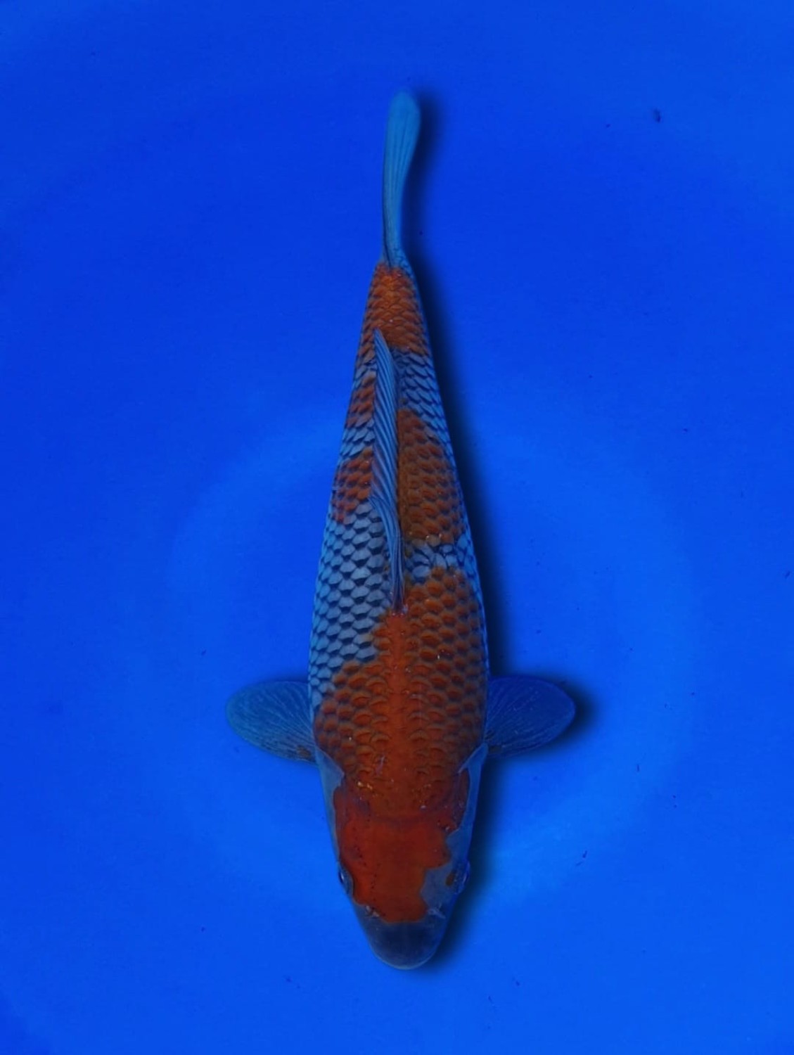 Juara 1