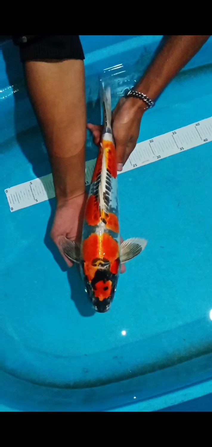 Juara 4
