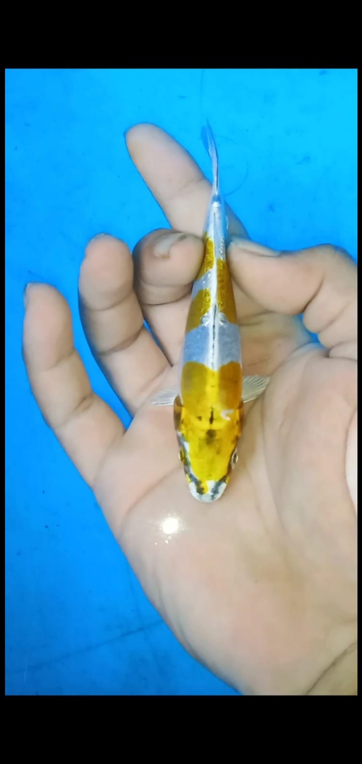 Juara 2
