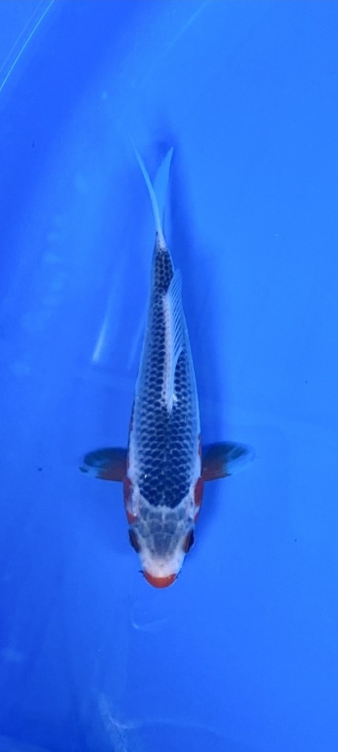 Juara 2