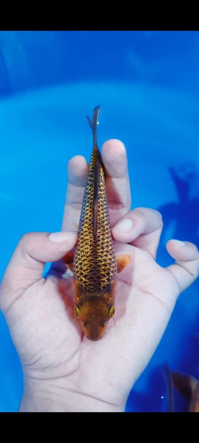 Juara 5