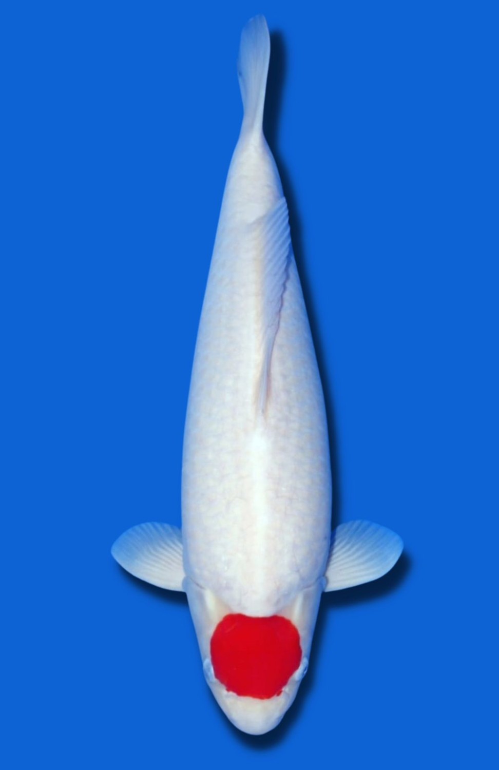 Juara 1