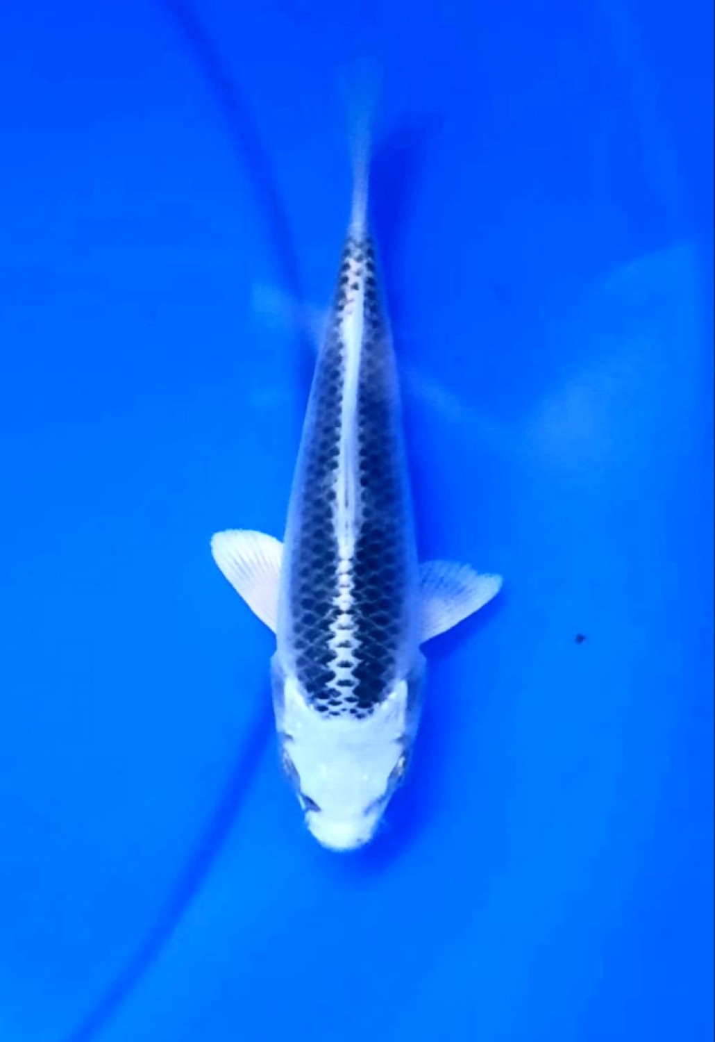 Juara 5