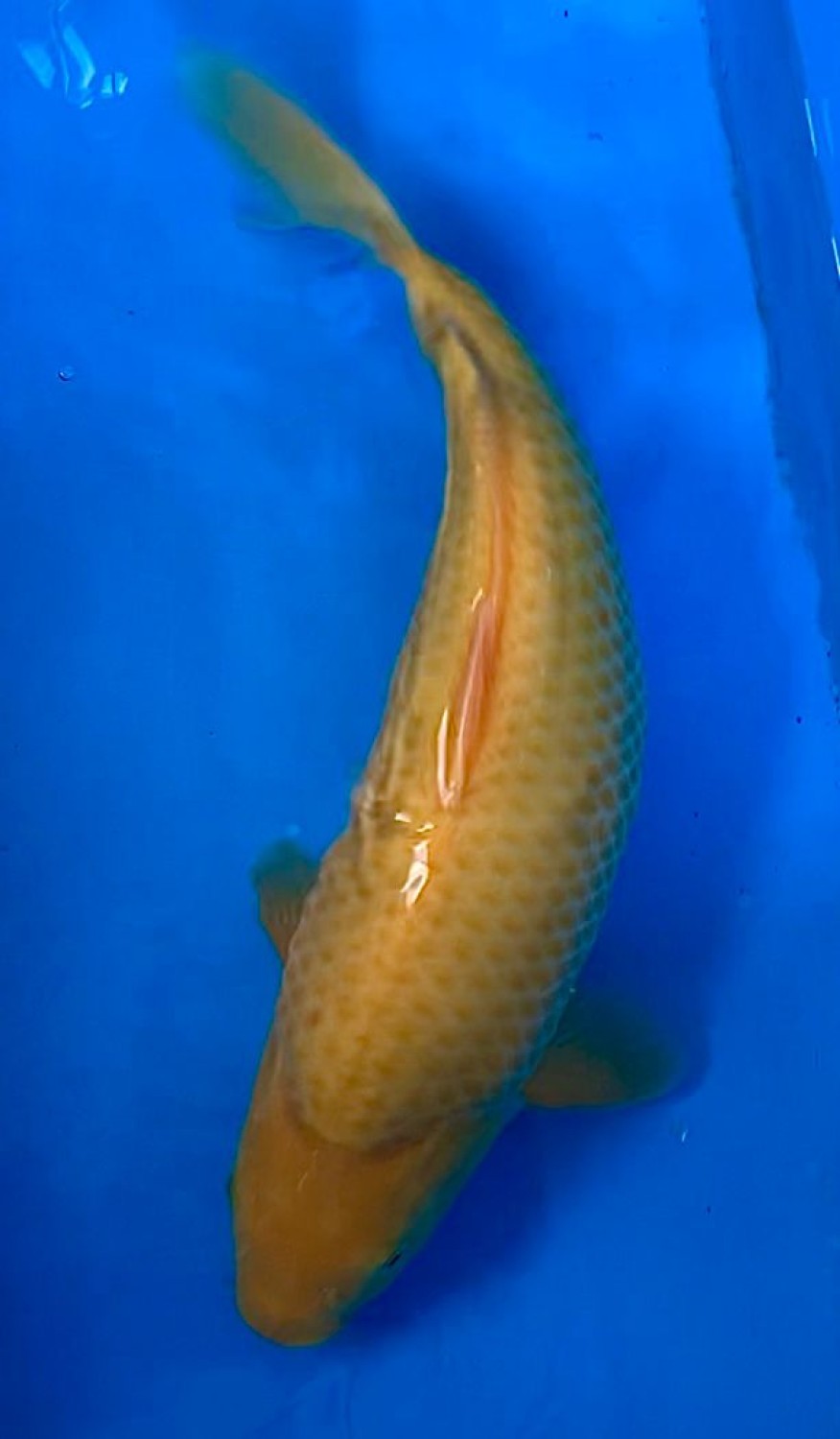Juara 1
