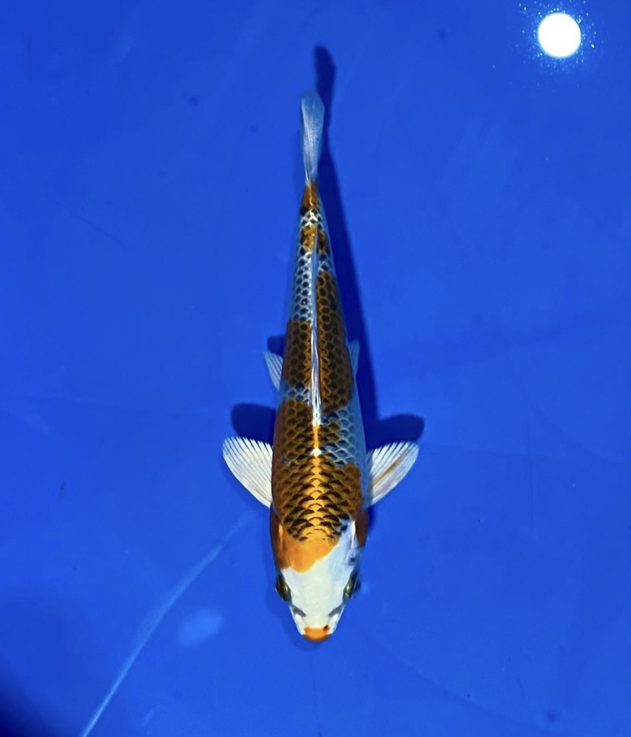 Juara 1