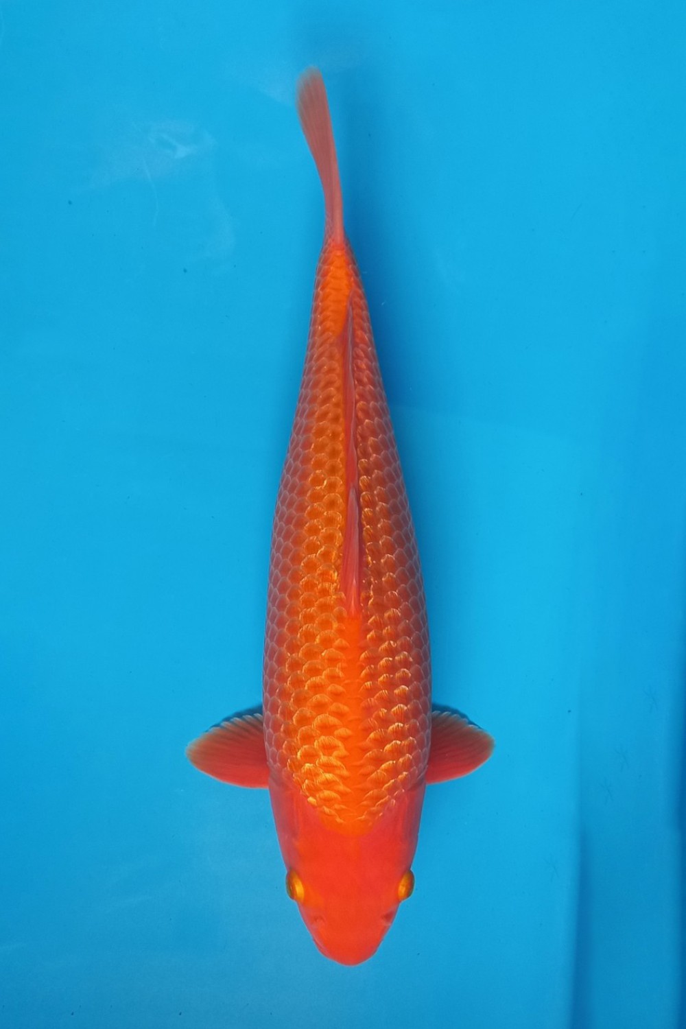 Juara 1