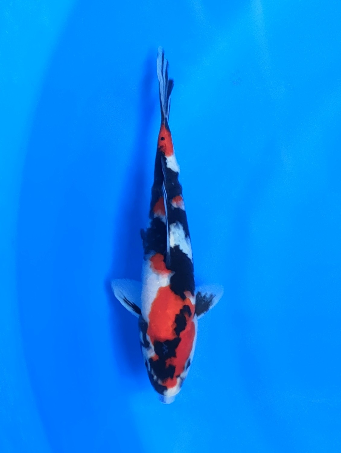 Juara 5