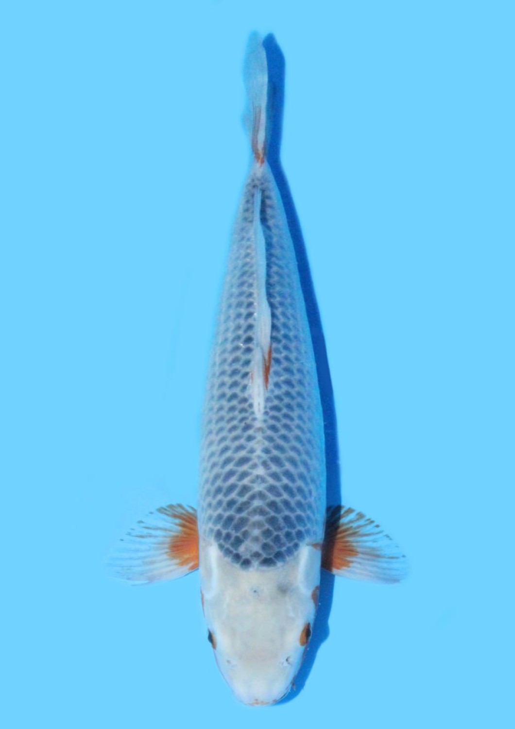 Juara 2