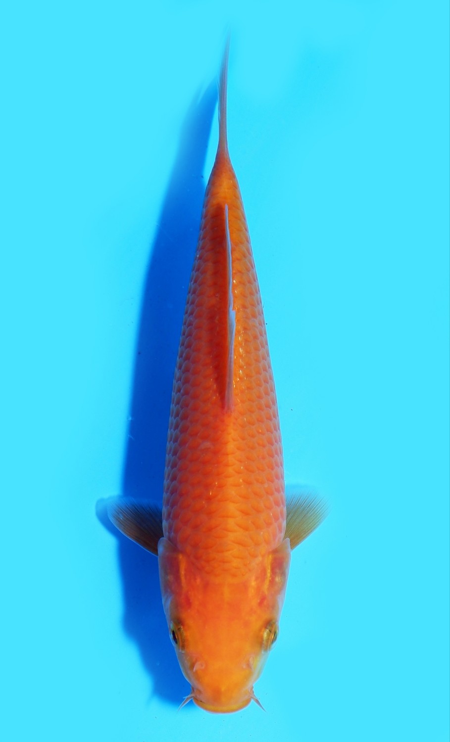 Juara 3