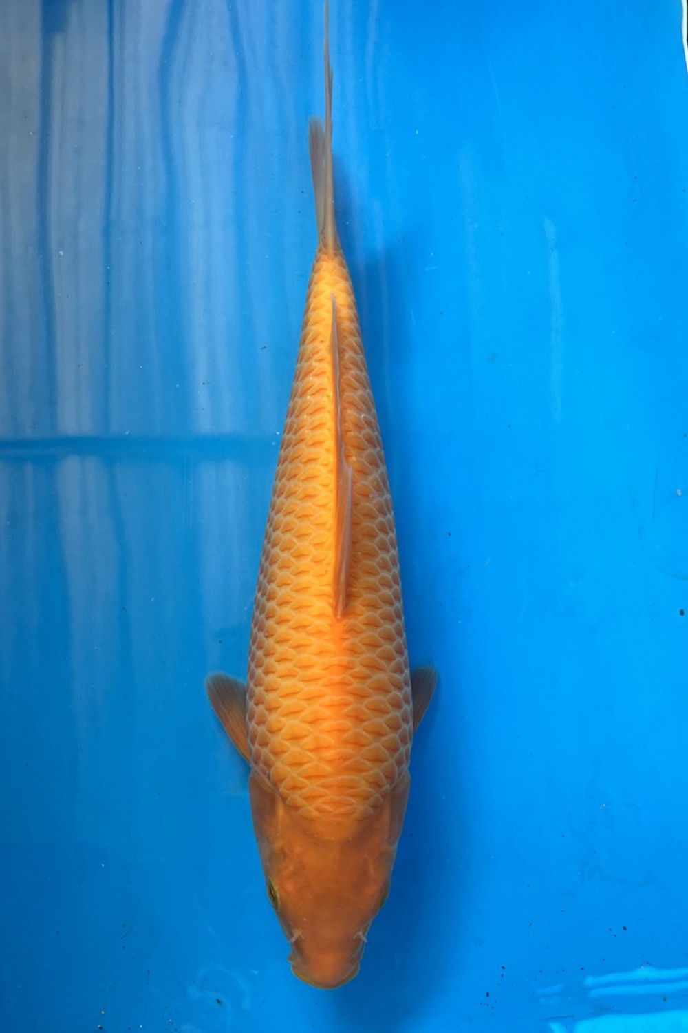 Juara 2