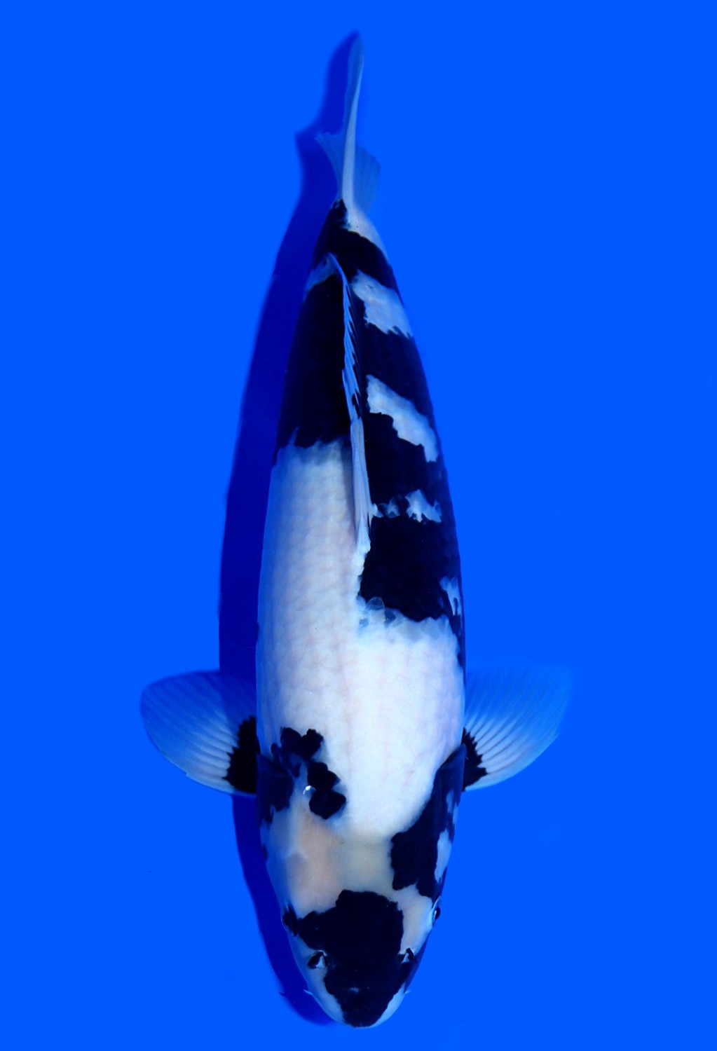 Juara 4