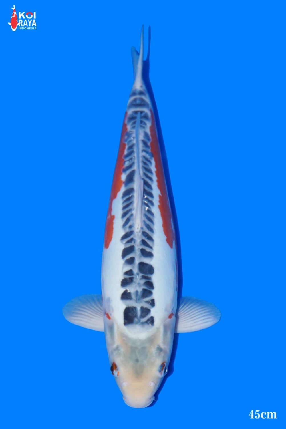 Juara 1