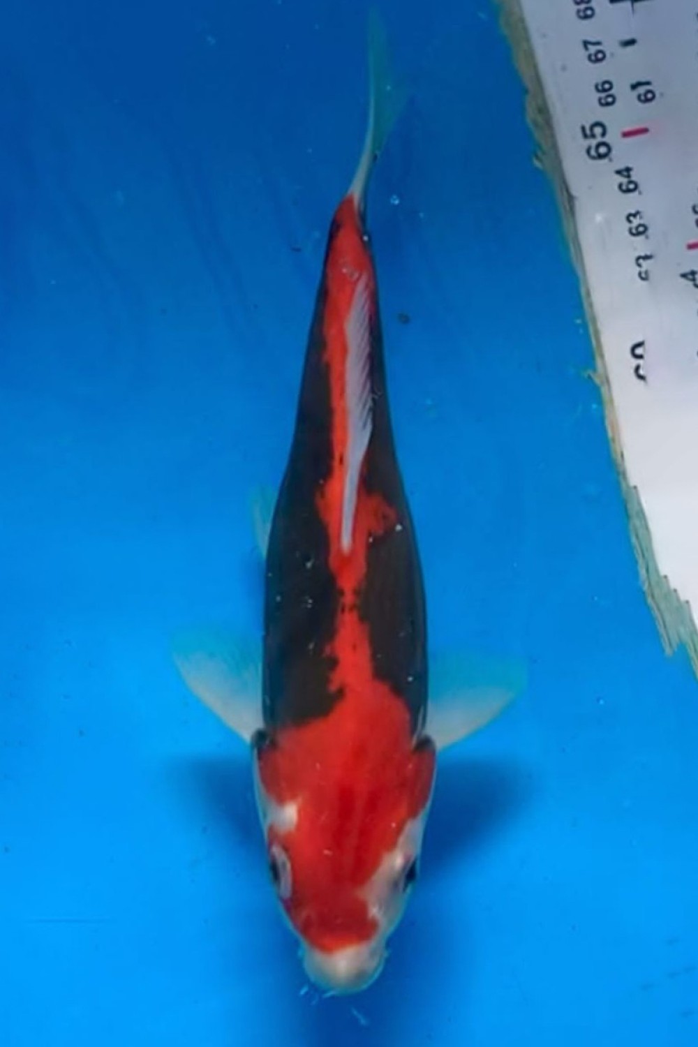 Juara 2