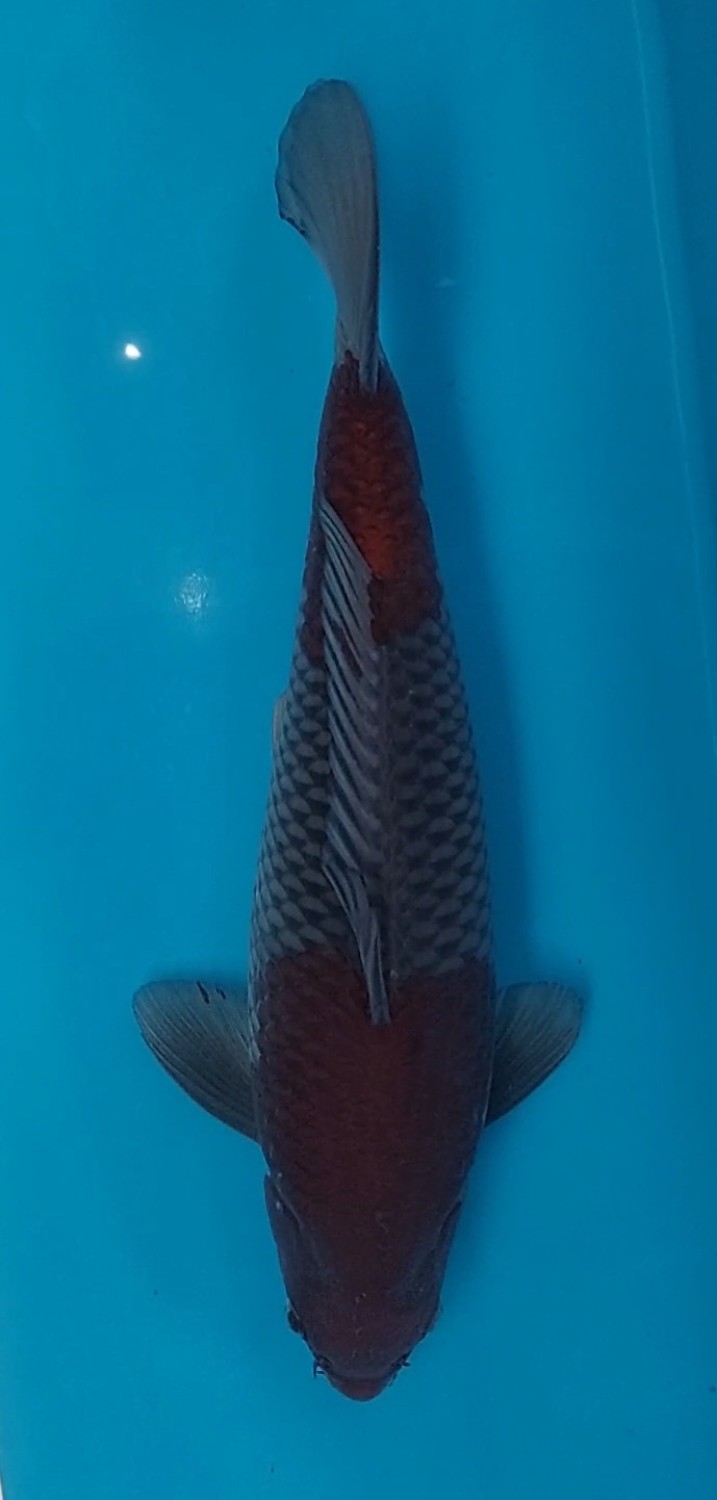 Juara 1