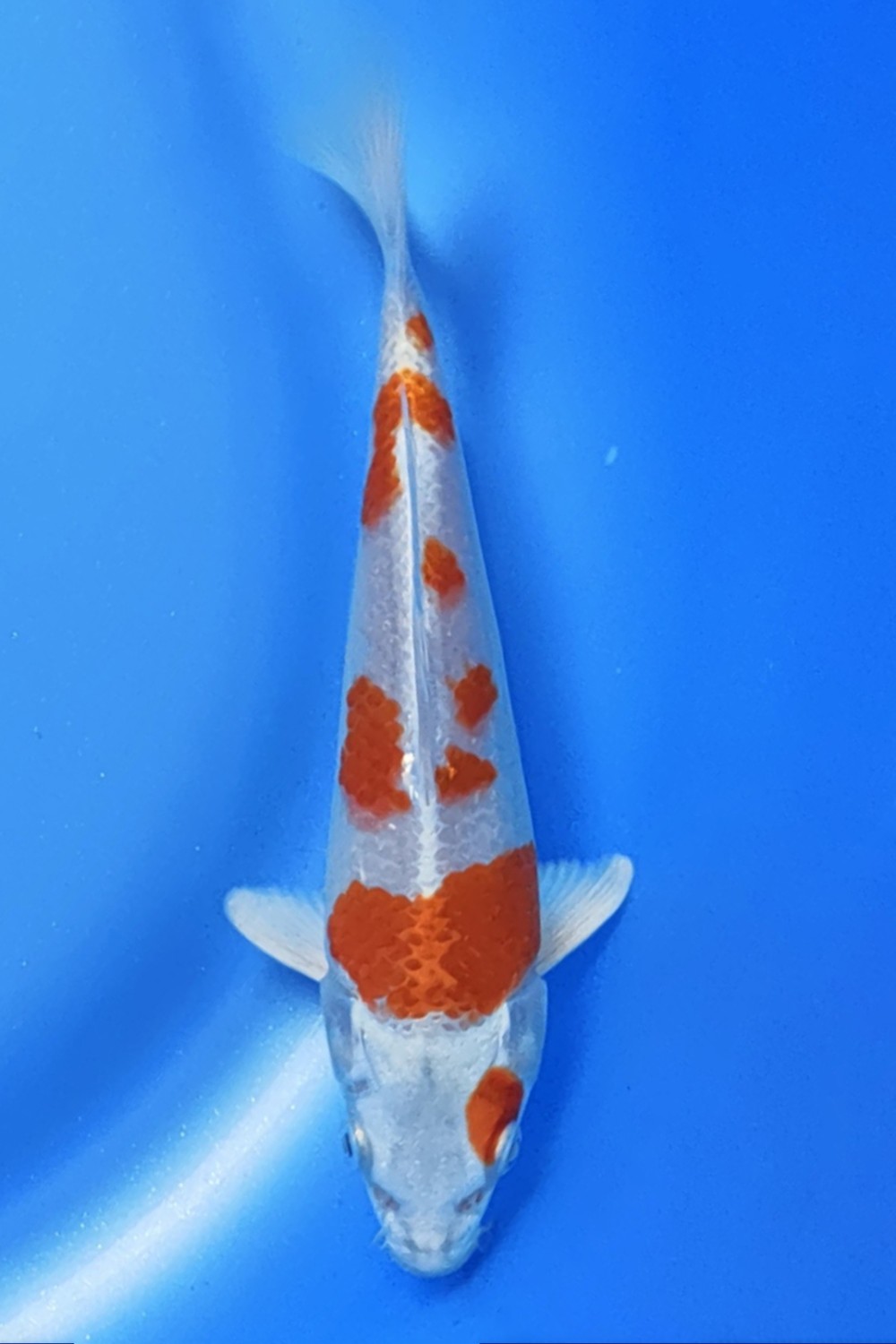 Juara 1
