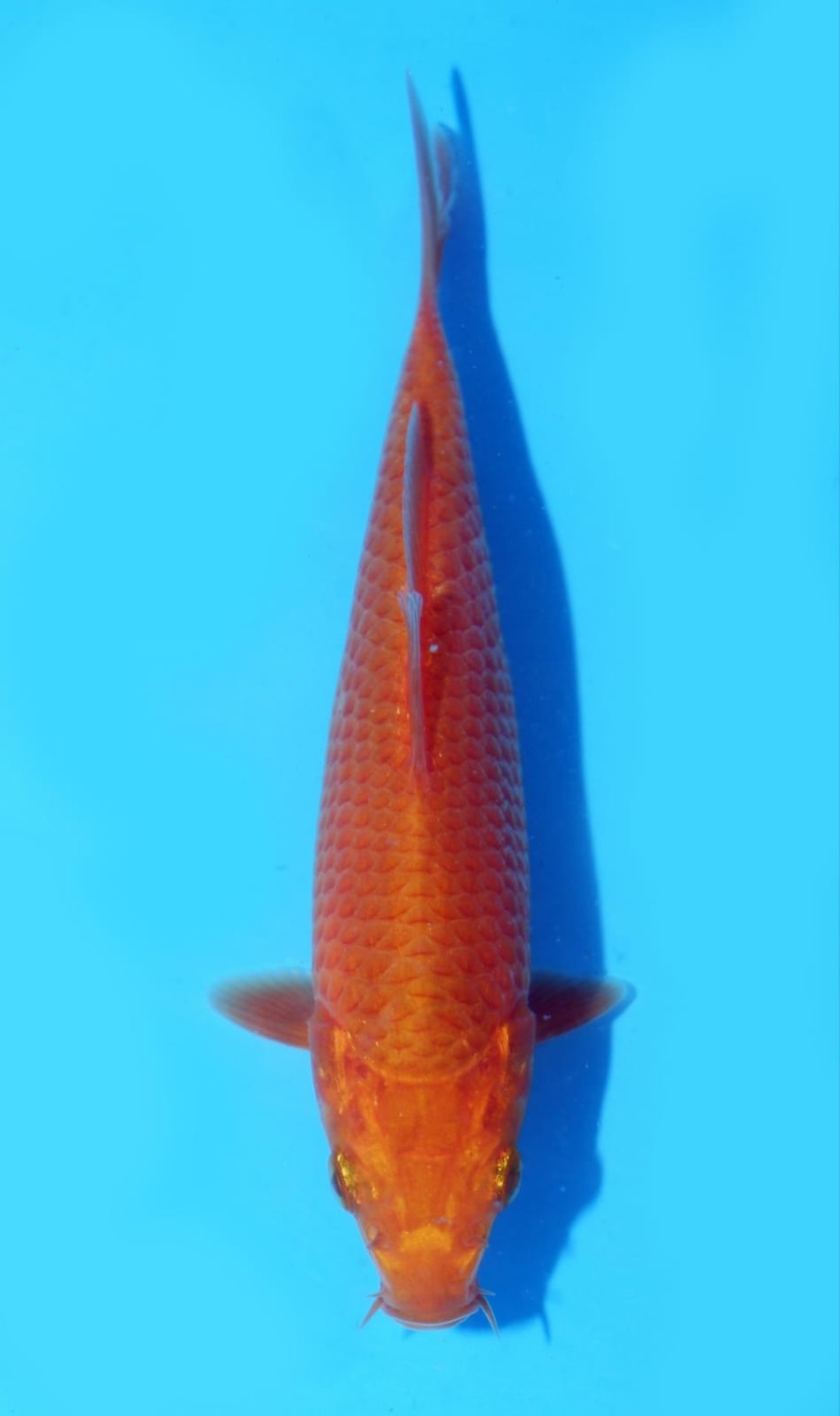 Juara 1