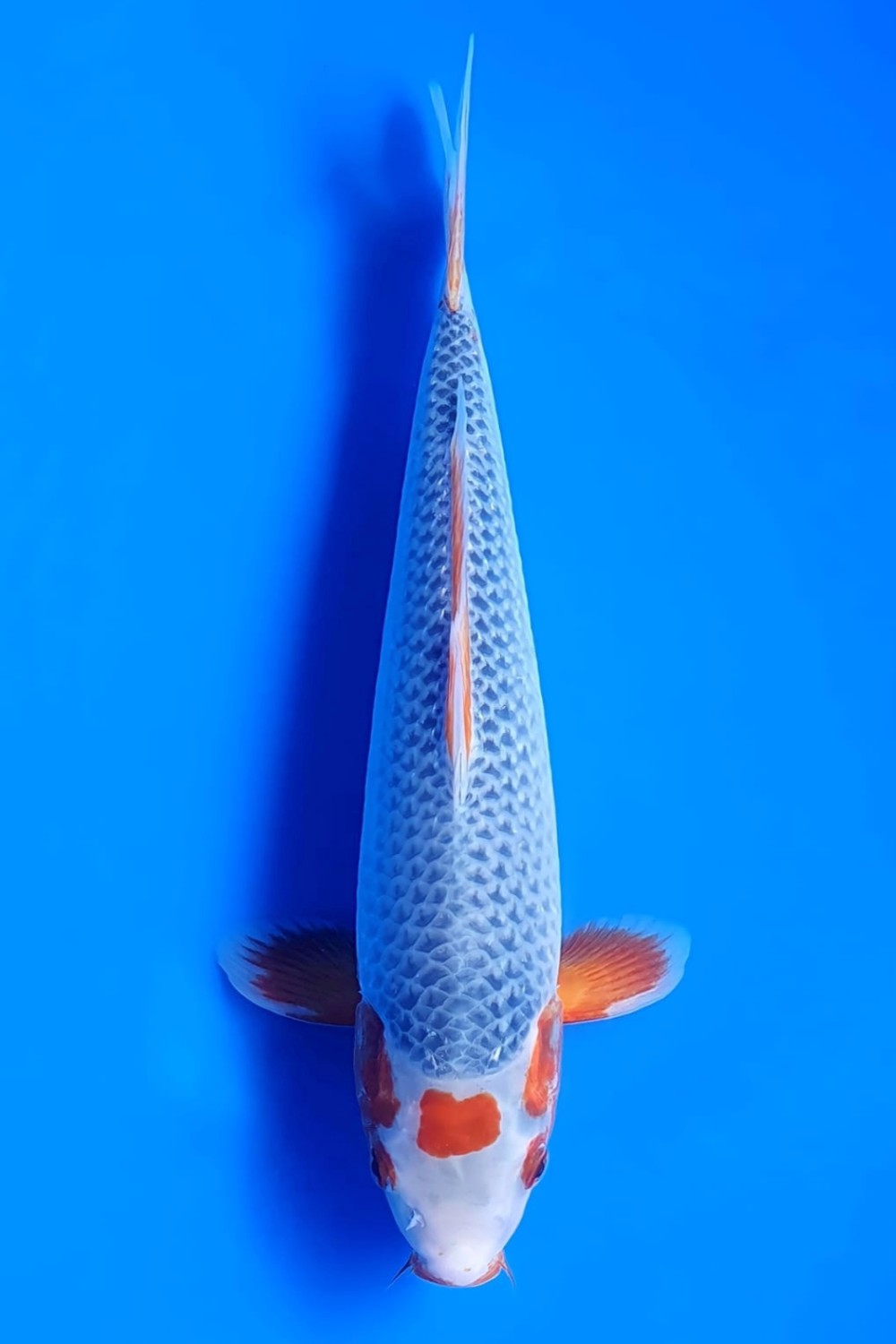 Juara 3