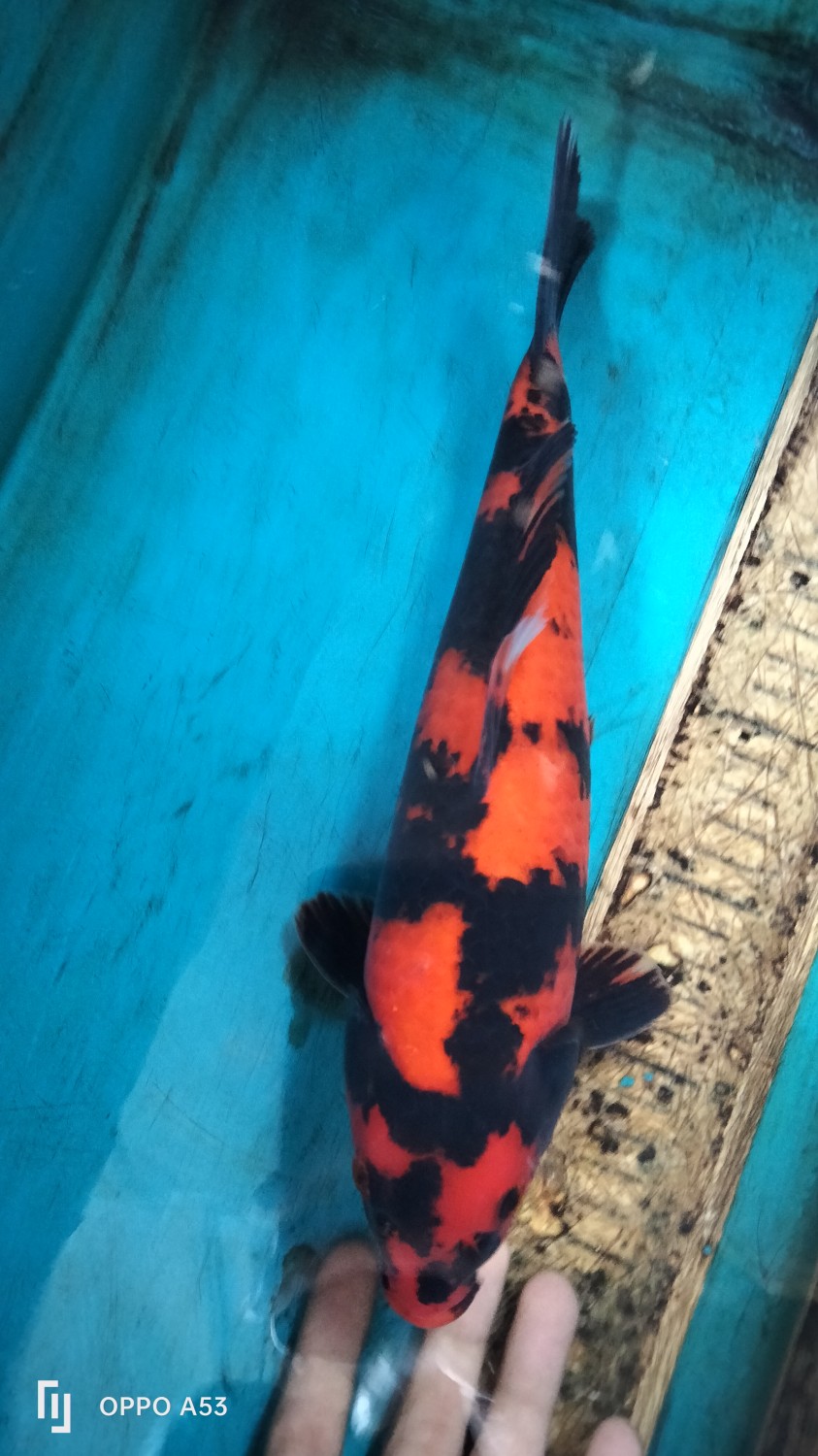 Best In Size D 26-30 Cm