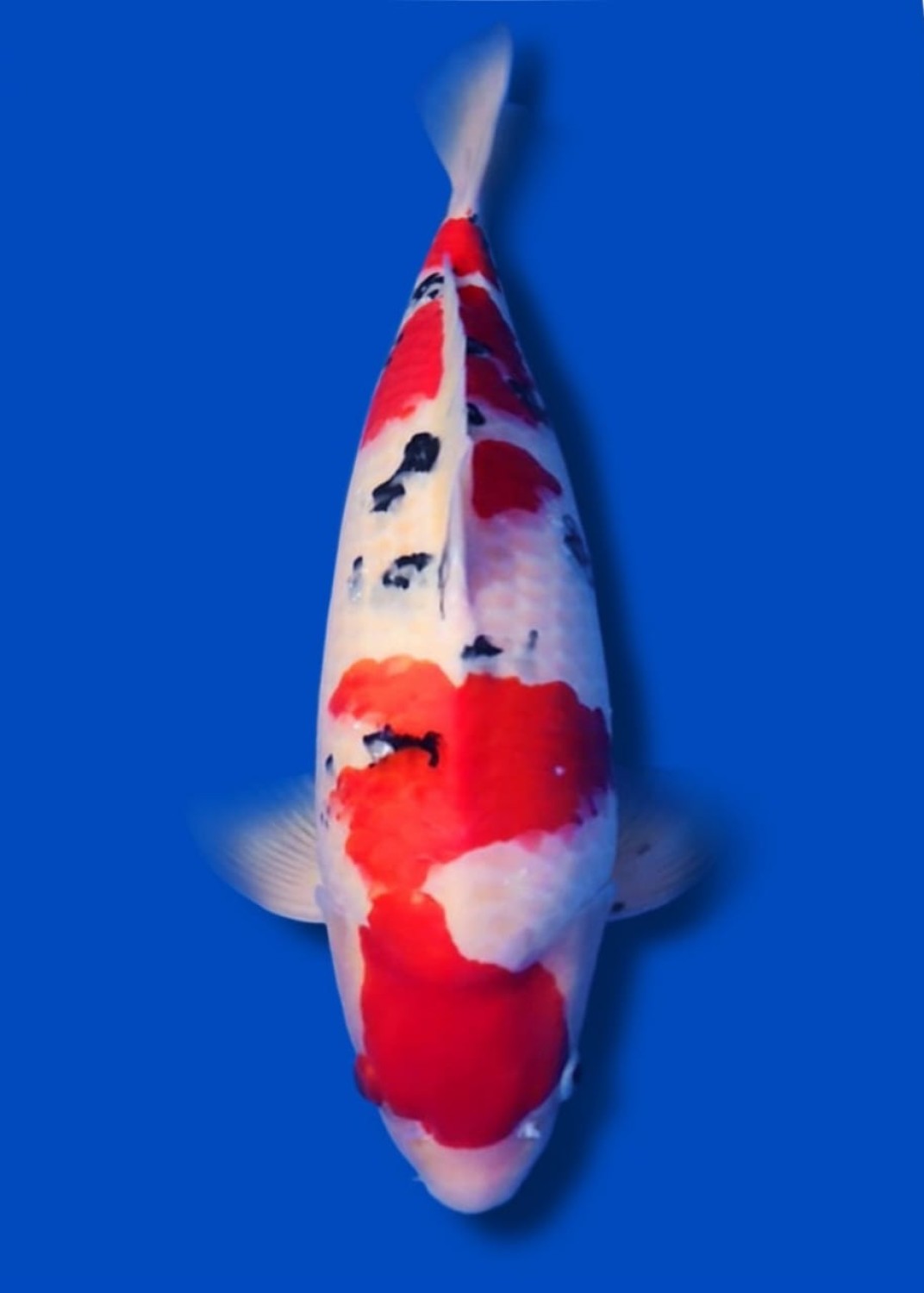 Juara 1