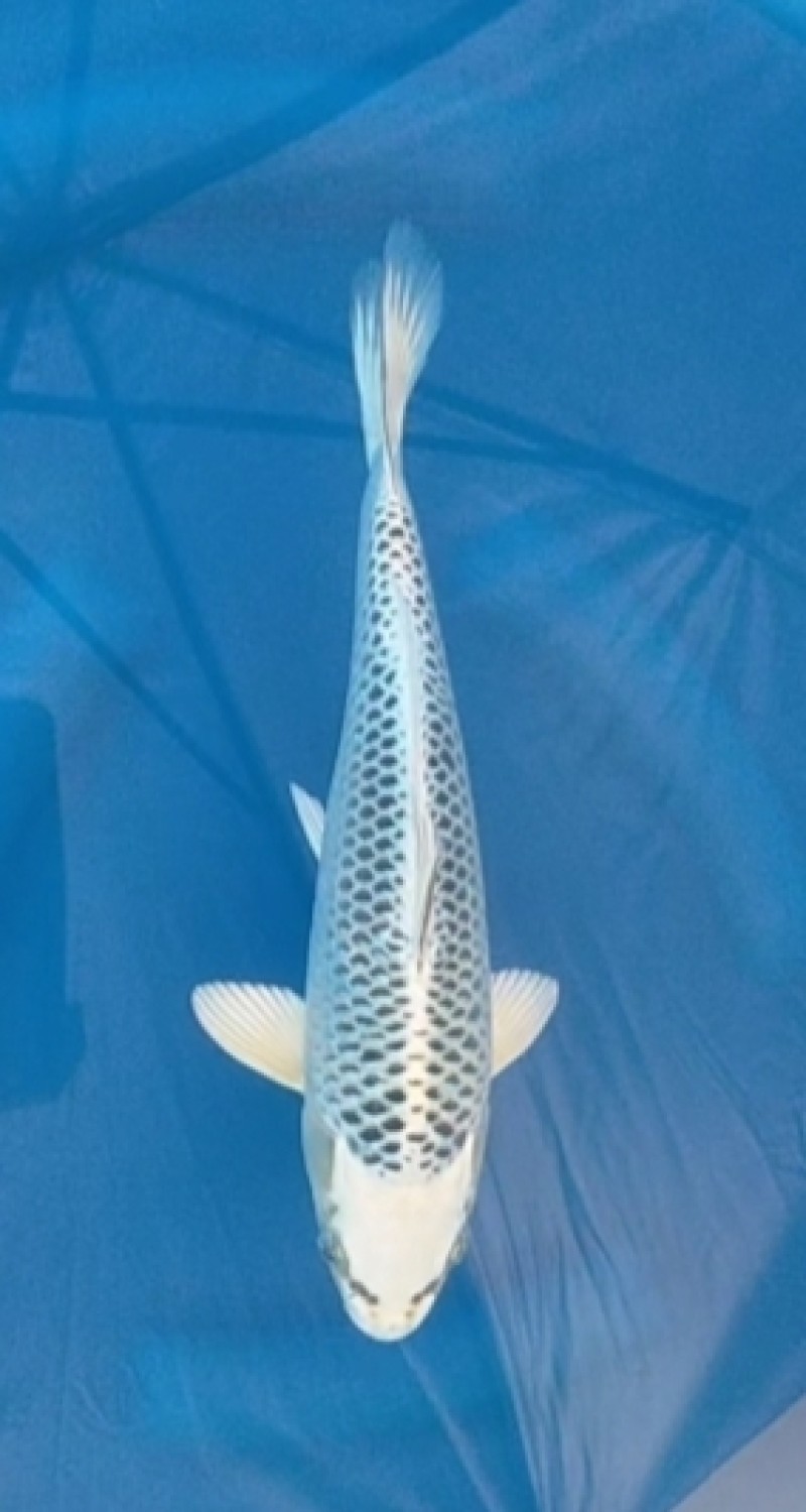Juara 5