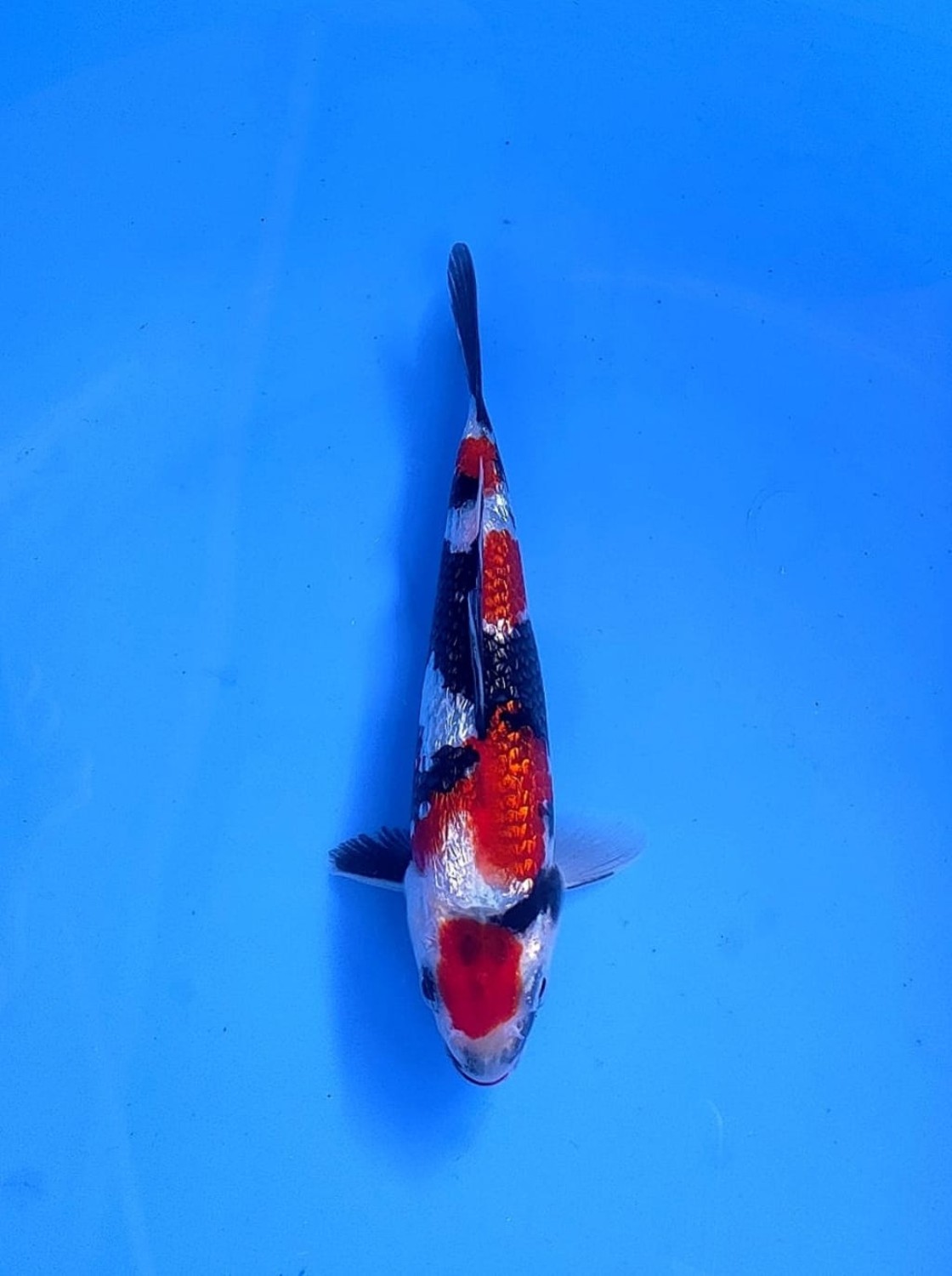 Best In Size B 13-15 Cm