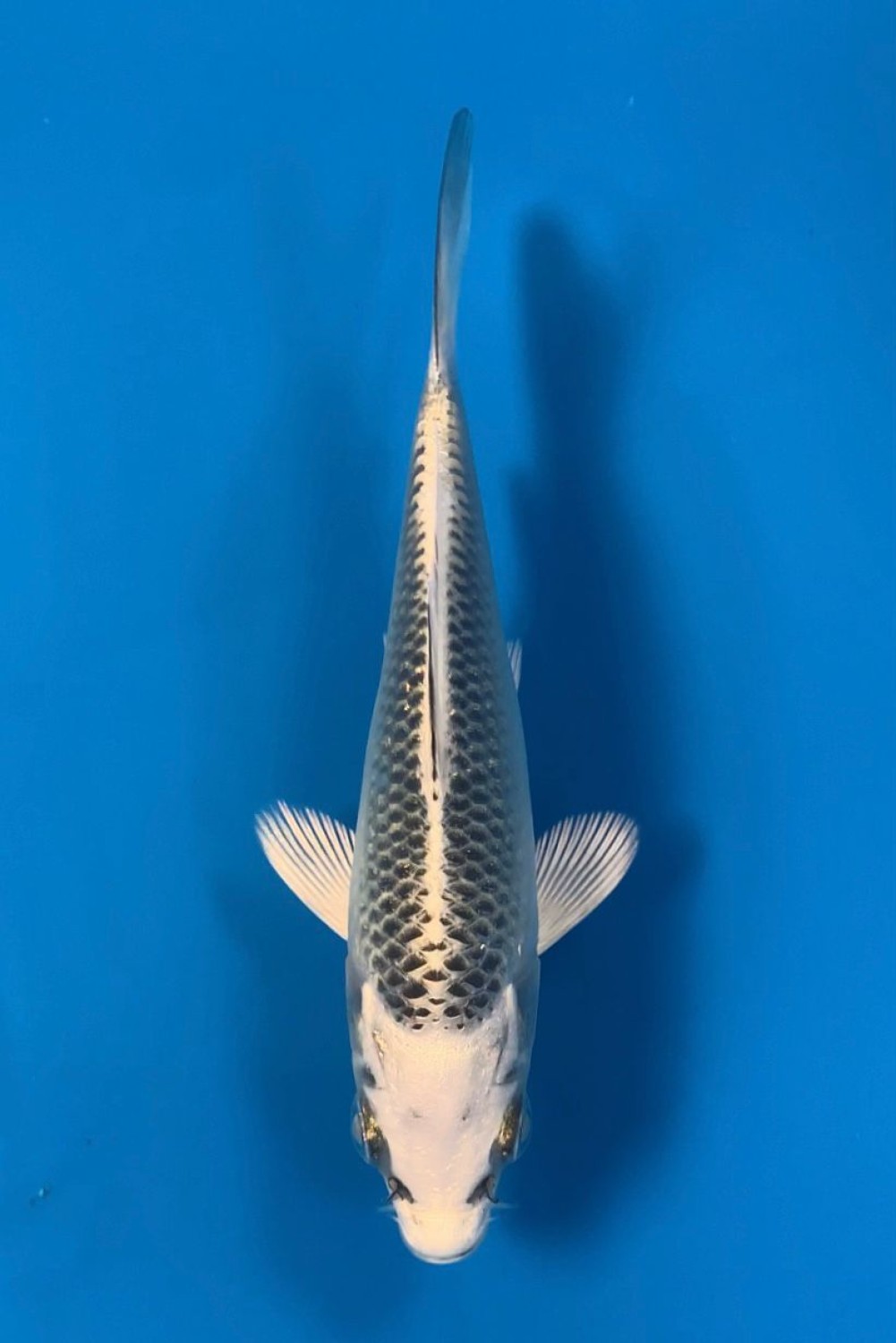 Juara 2