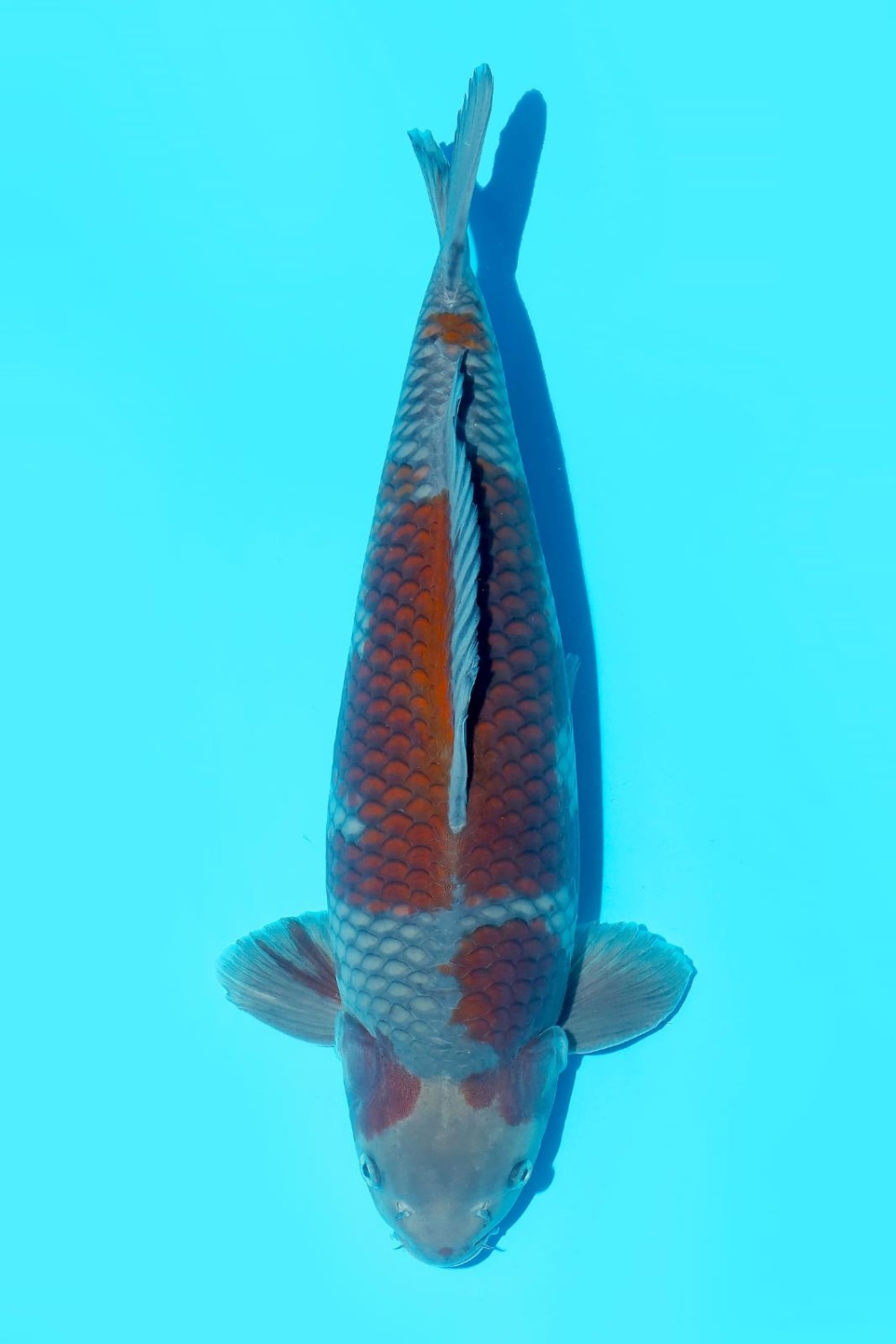 Juara 2