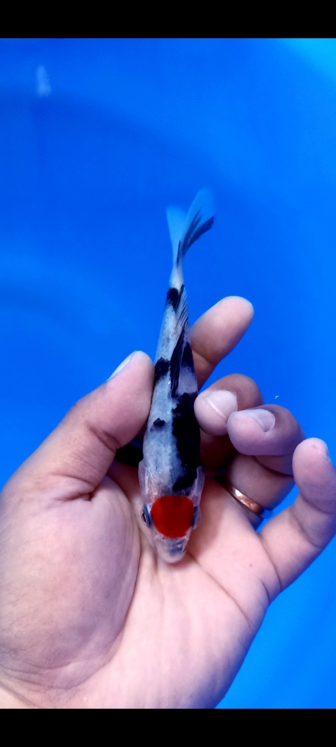 Juara 2