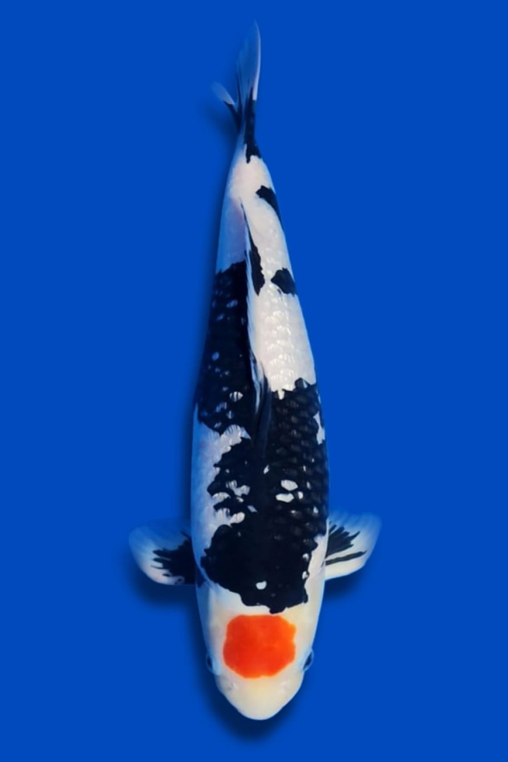 Juara 2