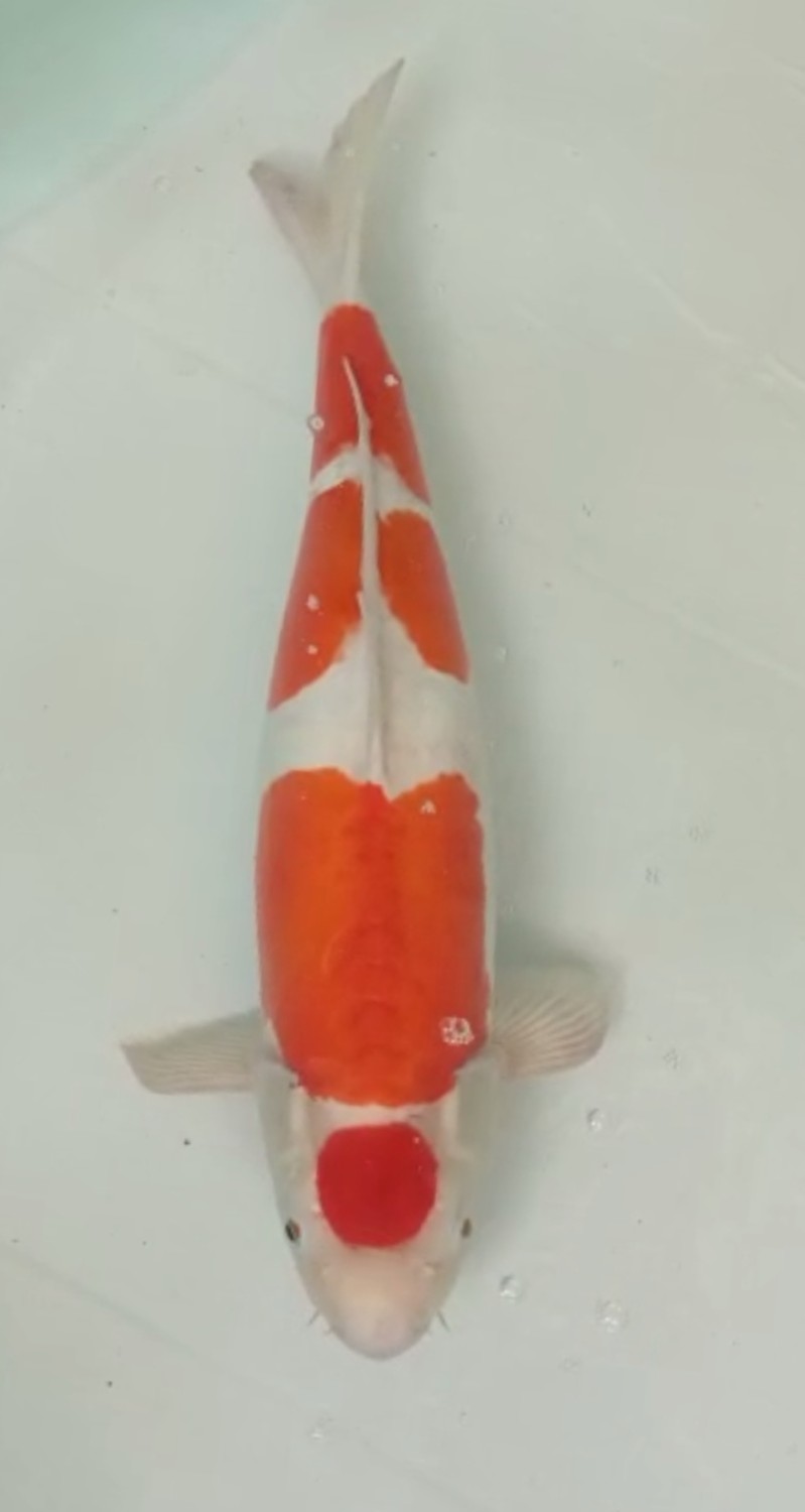 Juara 1
