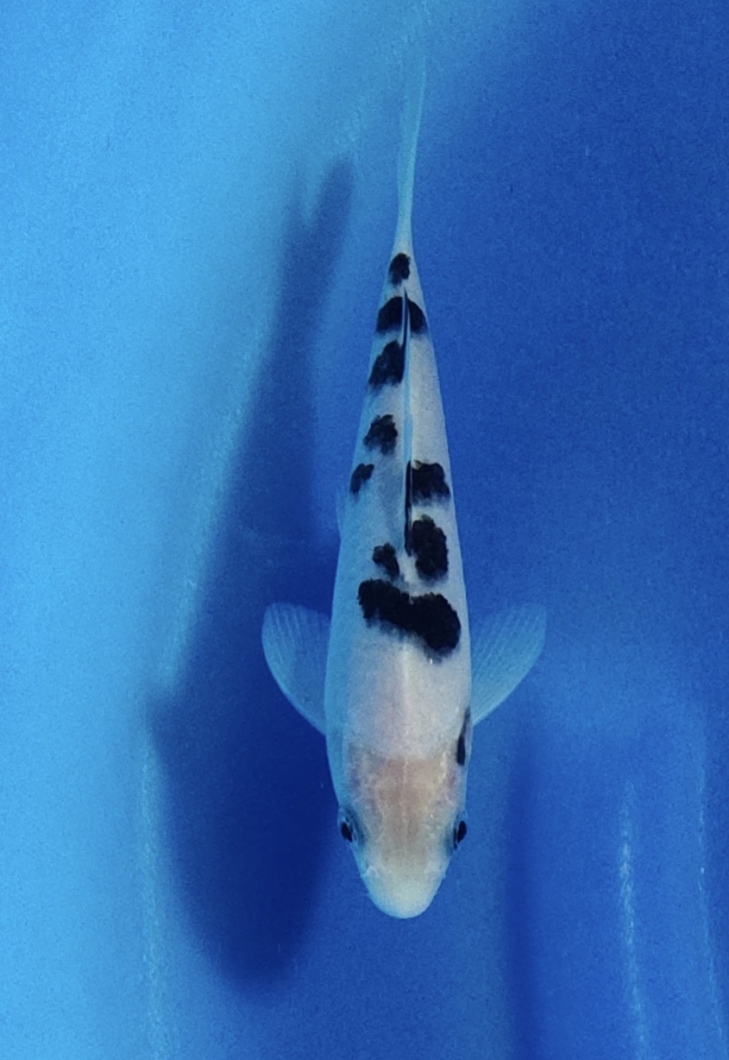Juara 1