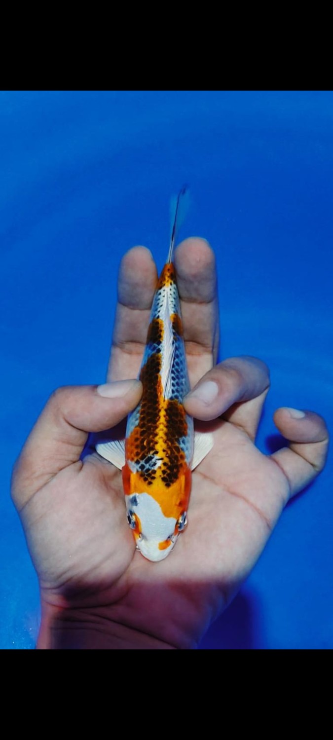 Juara 3