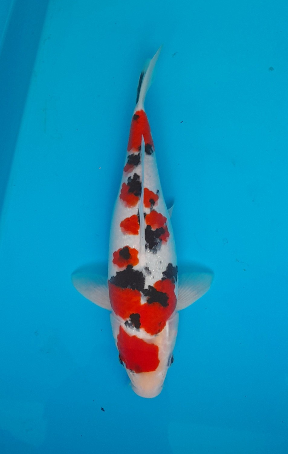 Juara 4