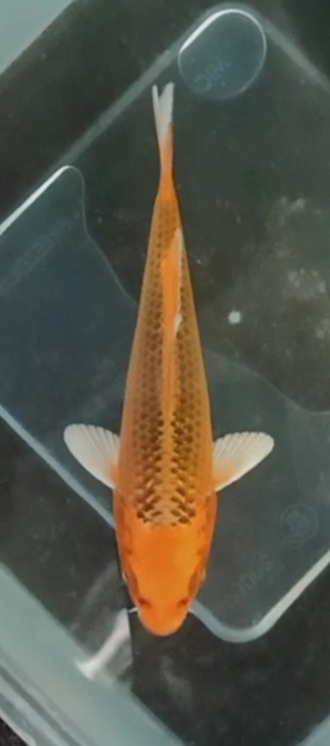 Juara 5