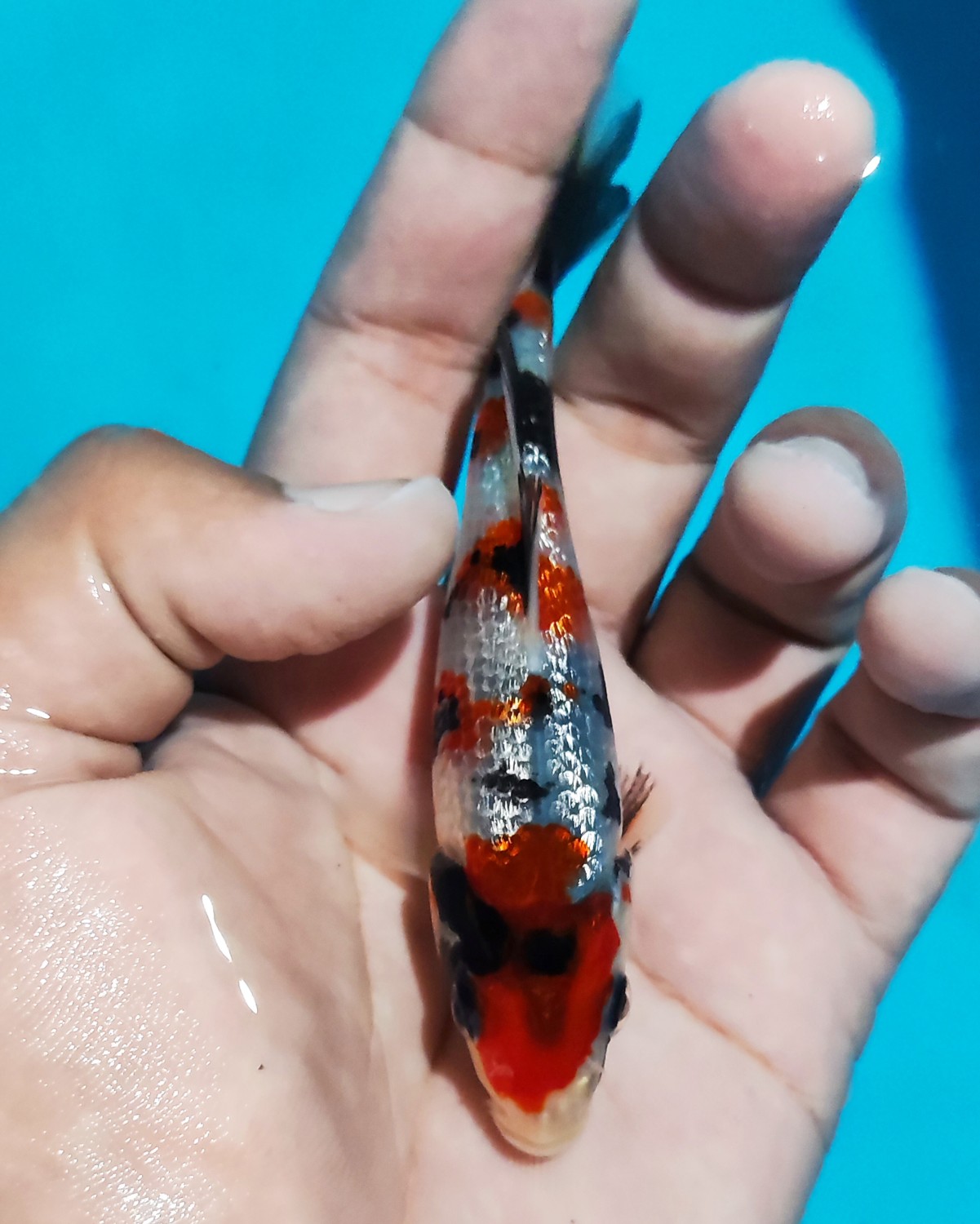 Juara 2