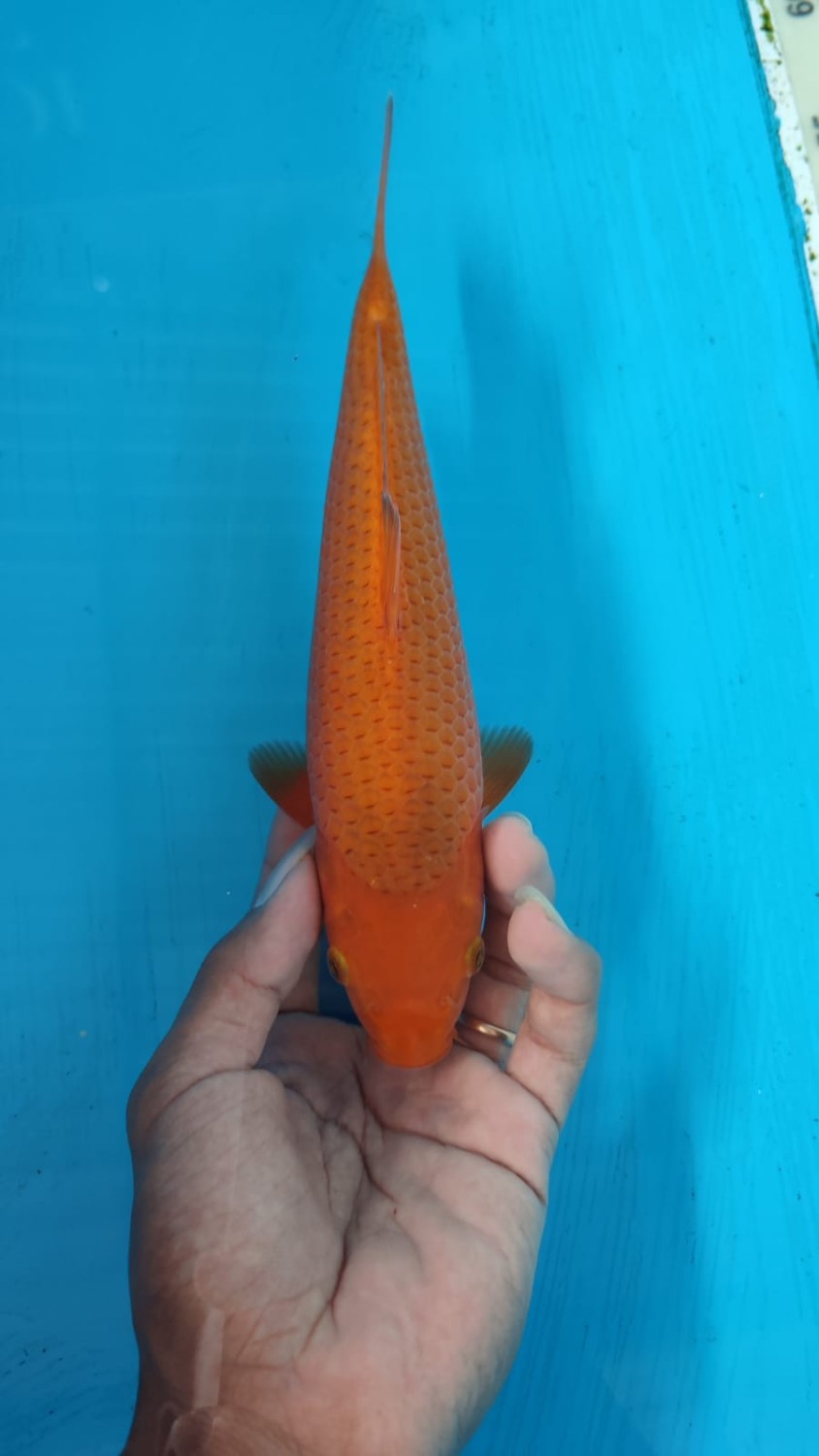 Juara 5