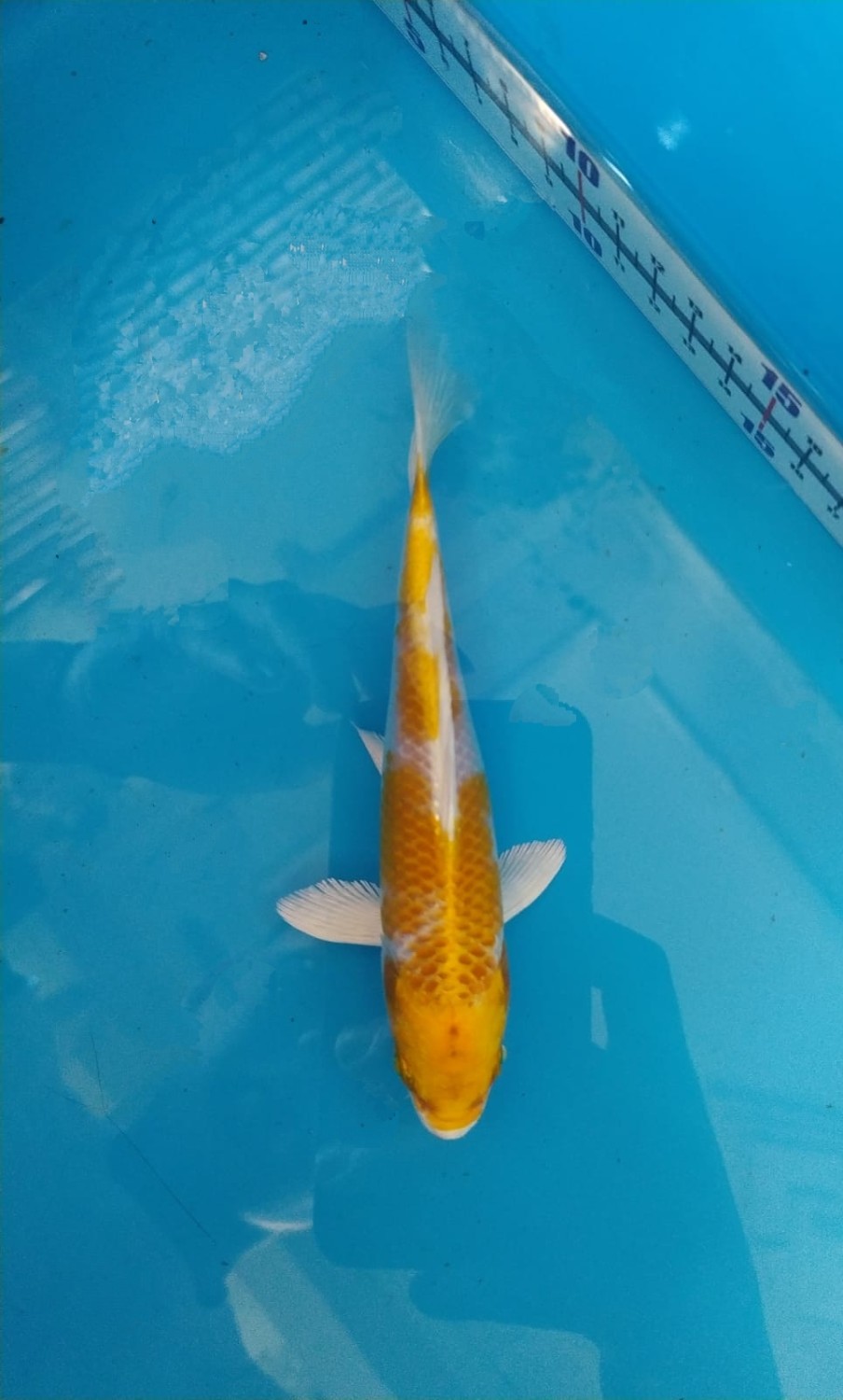 Juara 2