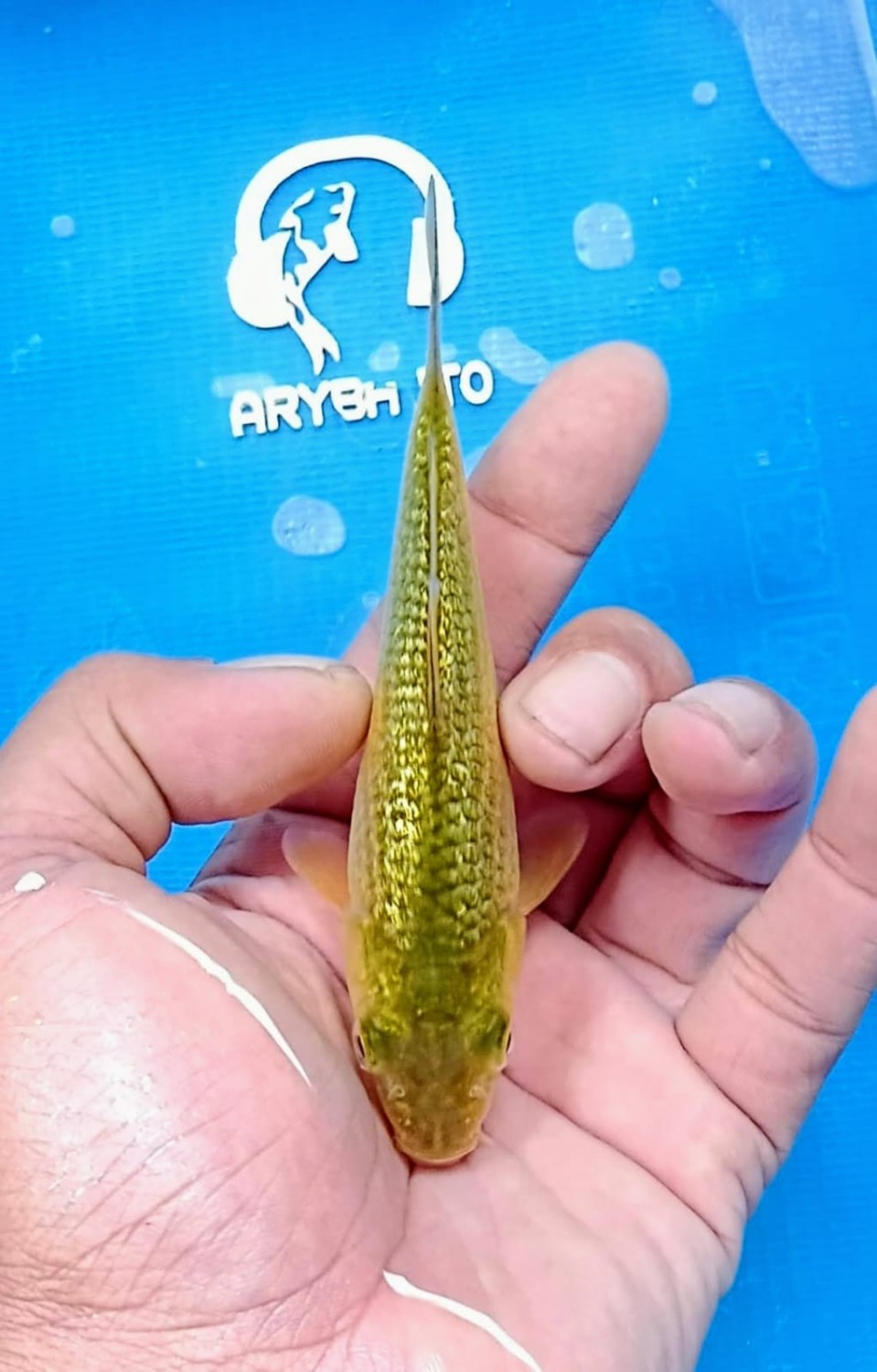 Juara 3